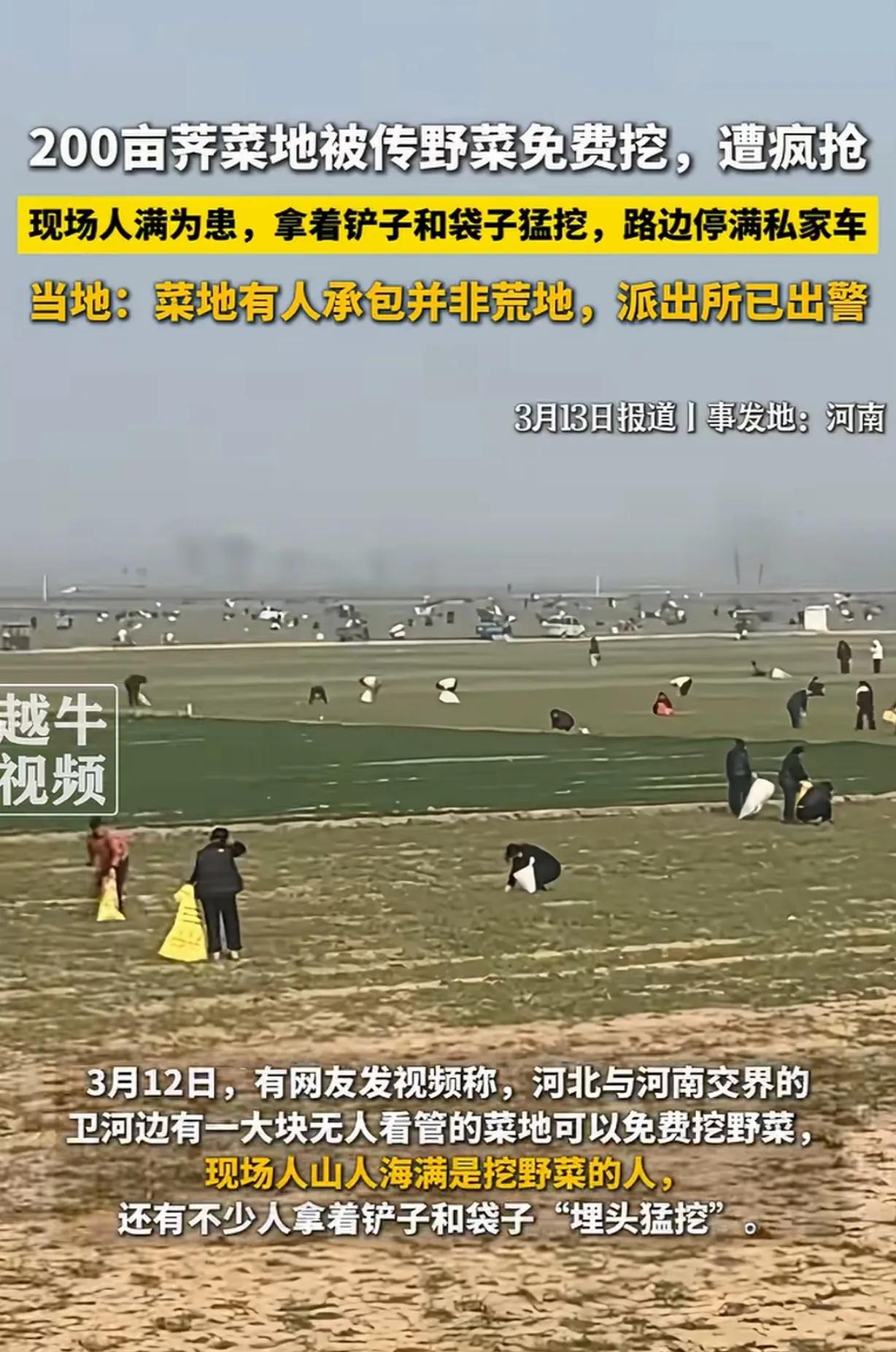 河南一男子承包200亩地种荠菜，还没等收呢，网上突然有人发视频说这片野菜免费挖，