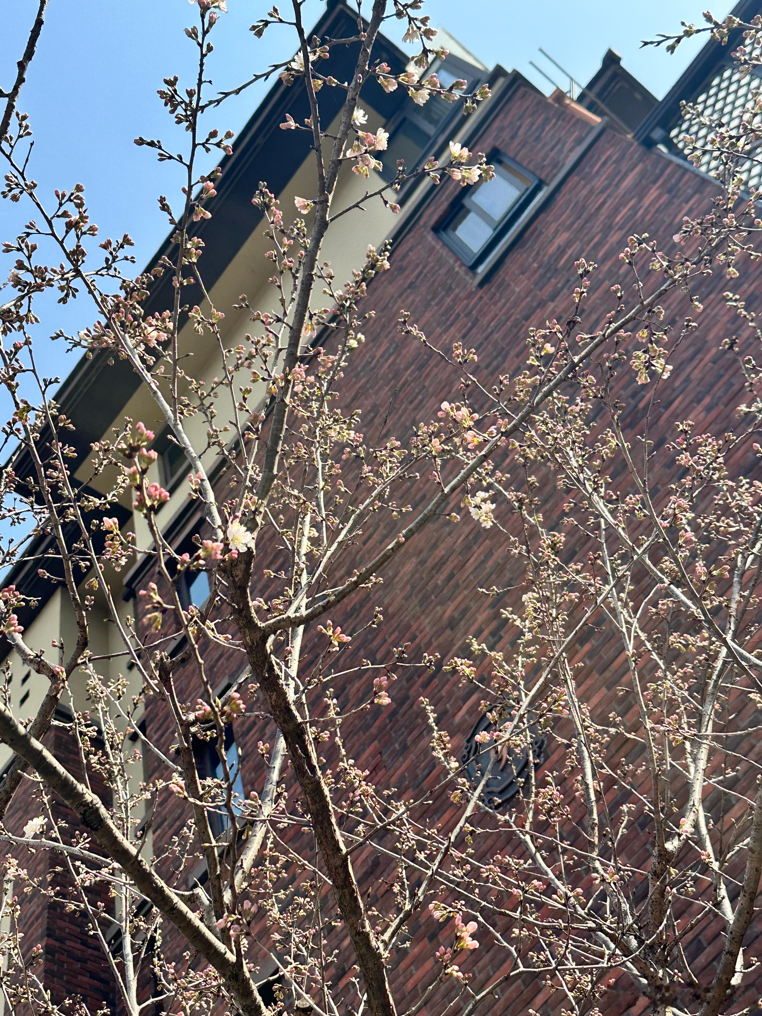 我这已经能看樱花了🌸 