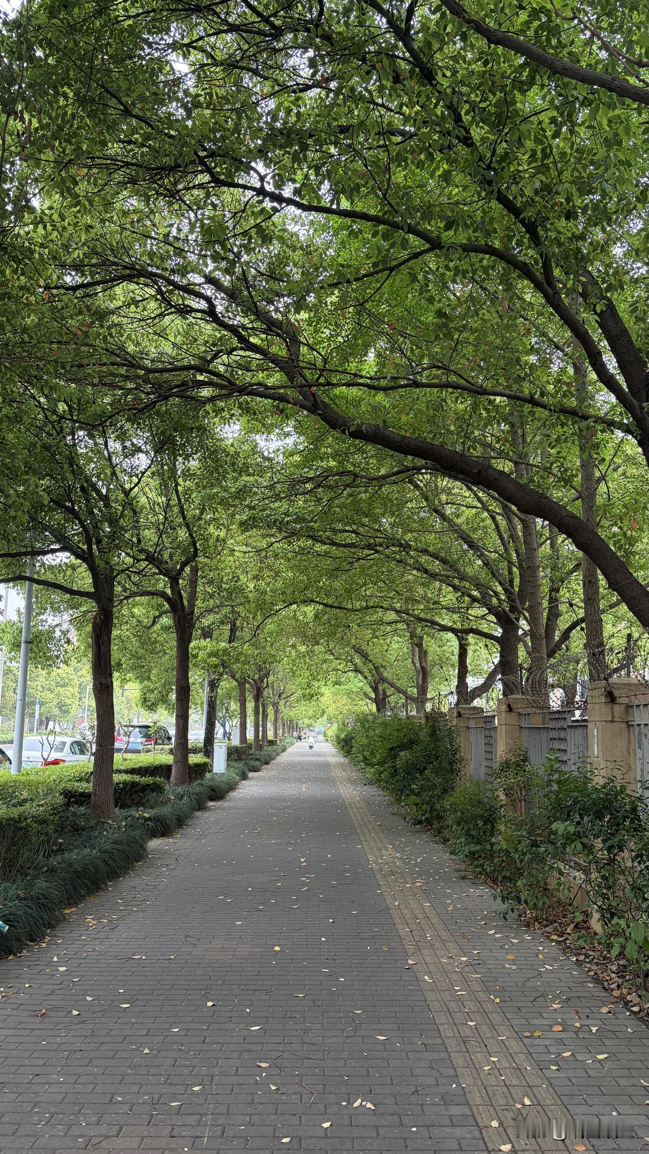 两位大学同学，不远千里来上海看望我，仅仅在上海待了两天半，就匆匆离开。


短暂