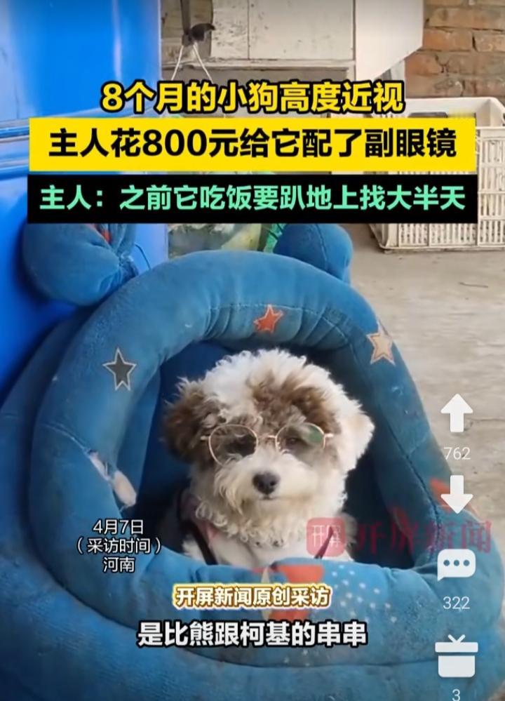 河南主人为高度近视小狗花800元配眼镜一事，看似暖心，实则是典型的非理性宠物消费