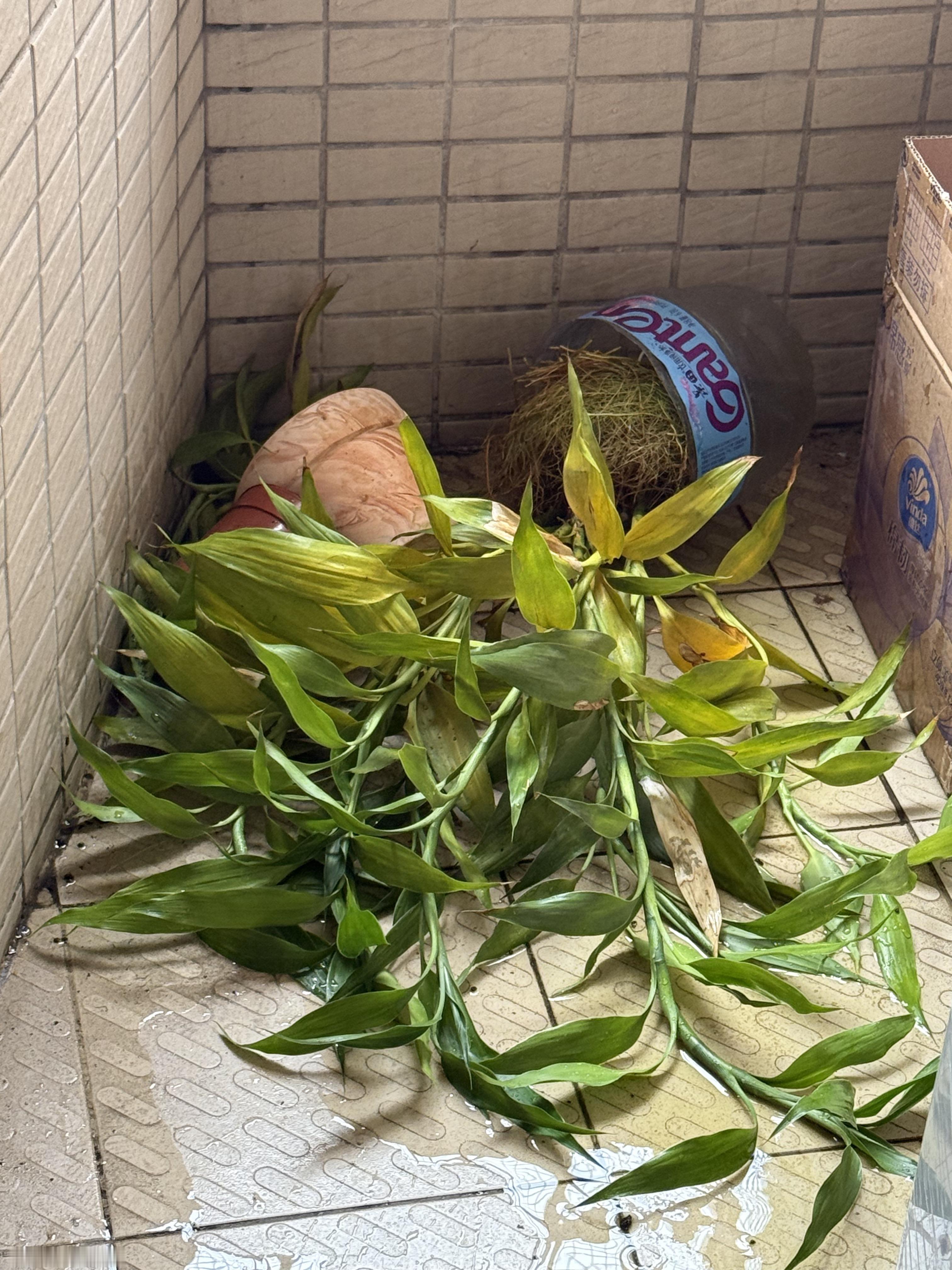 深圳这龙舟水也太恐怖了大风又大雨把姐的一大盆植物直接吹倒了龙舟广东龙舟水强势来袭