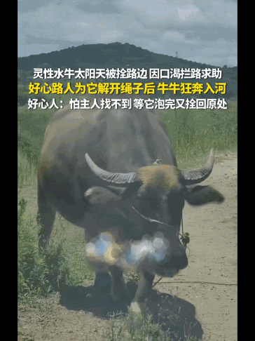 河南信阳大热天的，一头被拴着的水牛热得实在受不了，跑到路中间拦车求助，这牛不撞车