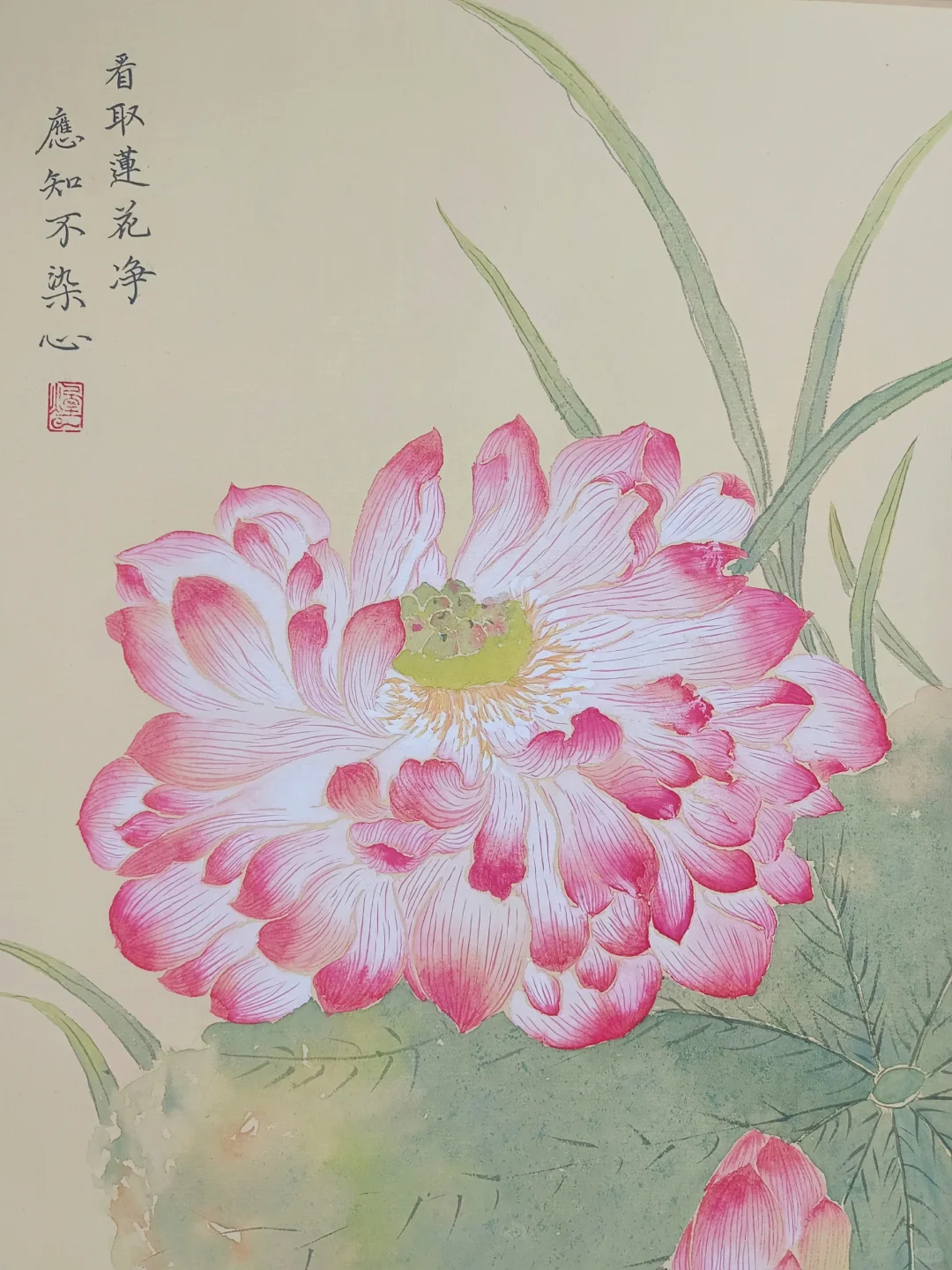 没骨画‖看取莲花净，应知不染心