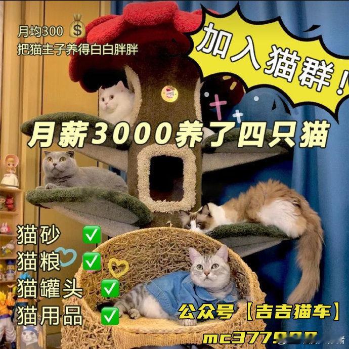 低成.本养猫大法好呀~ 养猫到现在一年多了 从一开始一窍不通当大冤种在猫贩子手里