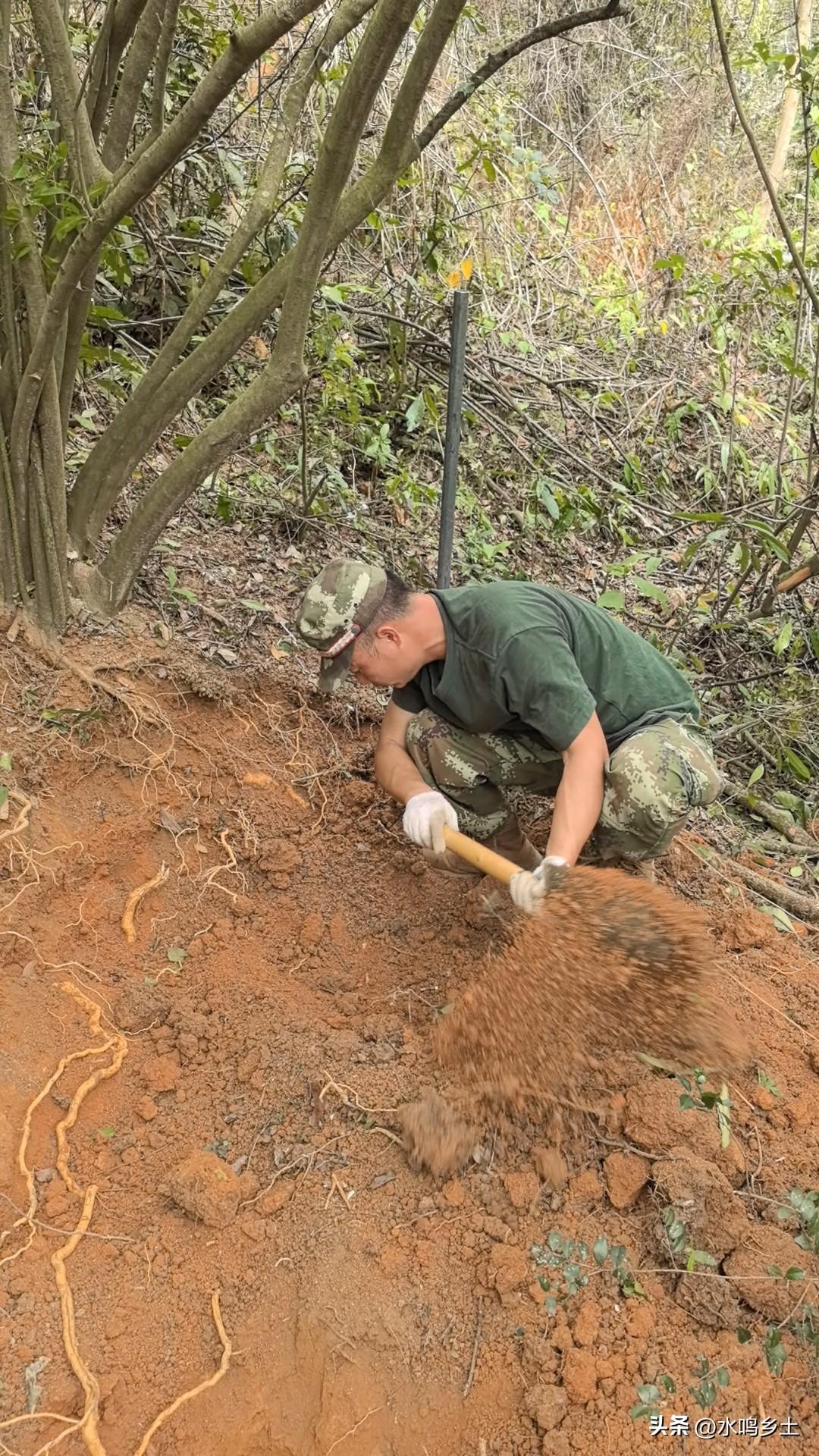 作为一个采药赤脚医生，总有人问我如何减肥，如何把大肚子减下去，实在不行就按照我的