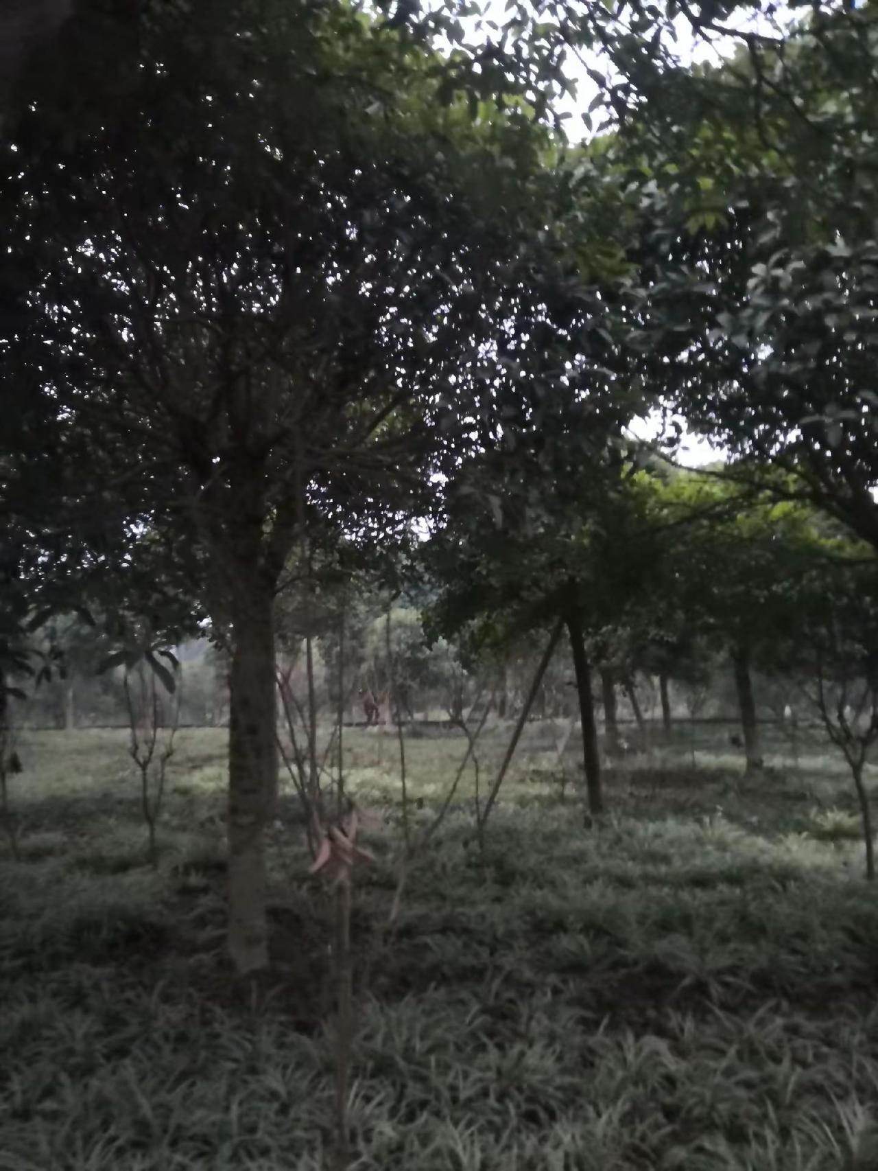 园林绿化苗木 园林绿化 园林景观 日常生活 北方的冬天真冷呀