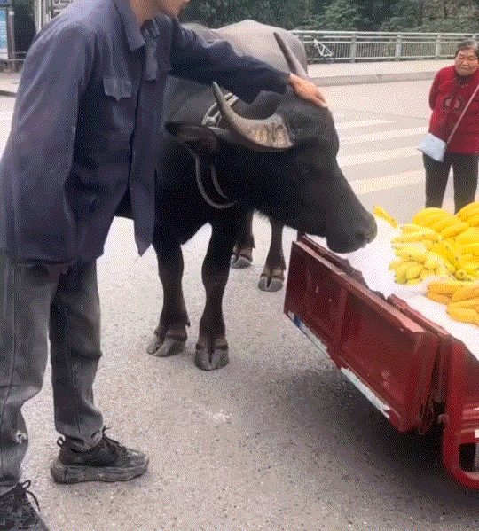 笑不活了！主人牵着水牛路过路边的一个香蕉摊，水牛看见香蕉后，就直勾勾的盯着香蕉不