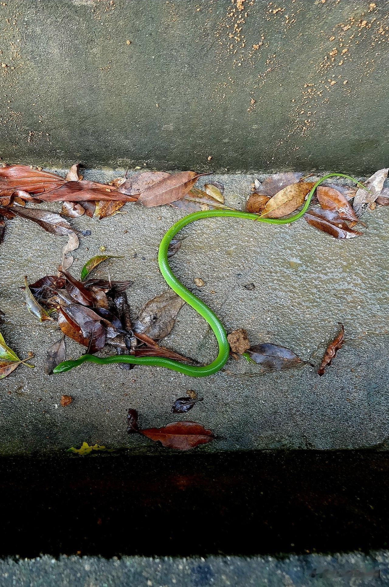 夏季登山谨防毒蛇🐍出没
夏日进山登山徒步，最需提防的便是湿热环境下活跃的毒蛇。