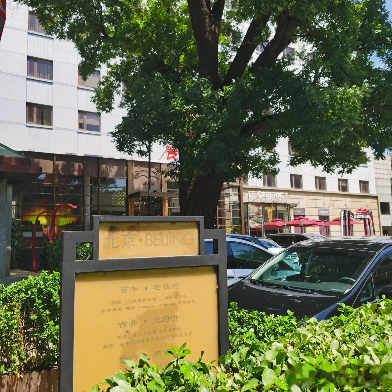  
国槐盛开——北京市树的高光时刻！

北京市的市树有国槐和侧柏两种，北京市内广