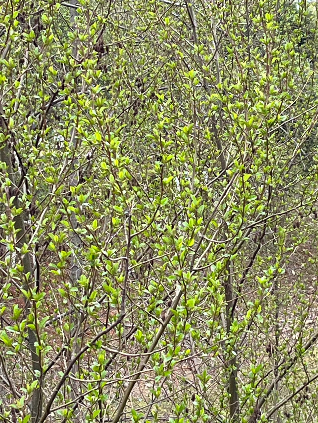 一路山色，随手拍一张风景照友友们认识这种植物吗——腺柳，和我们平常见到的垂柳、旱