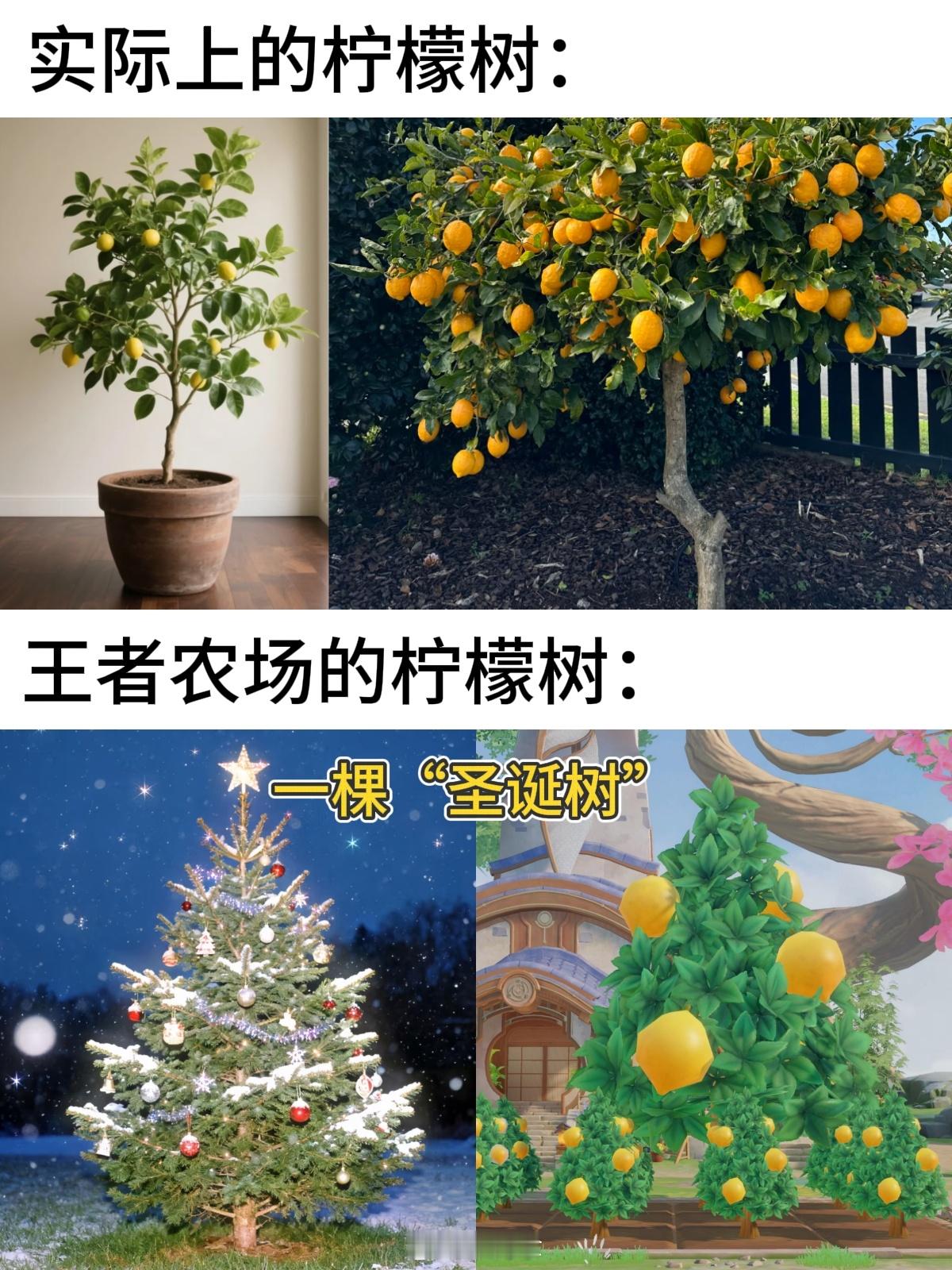 提前种上圣诞树了哈哈哈王者荣耀王者荣耀