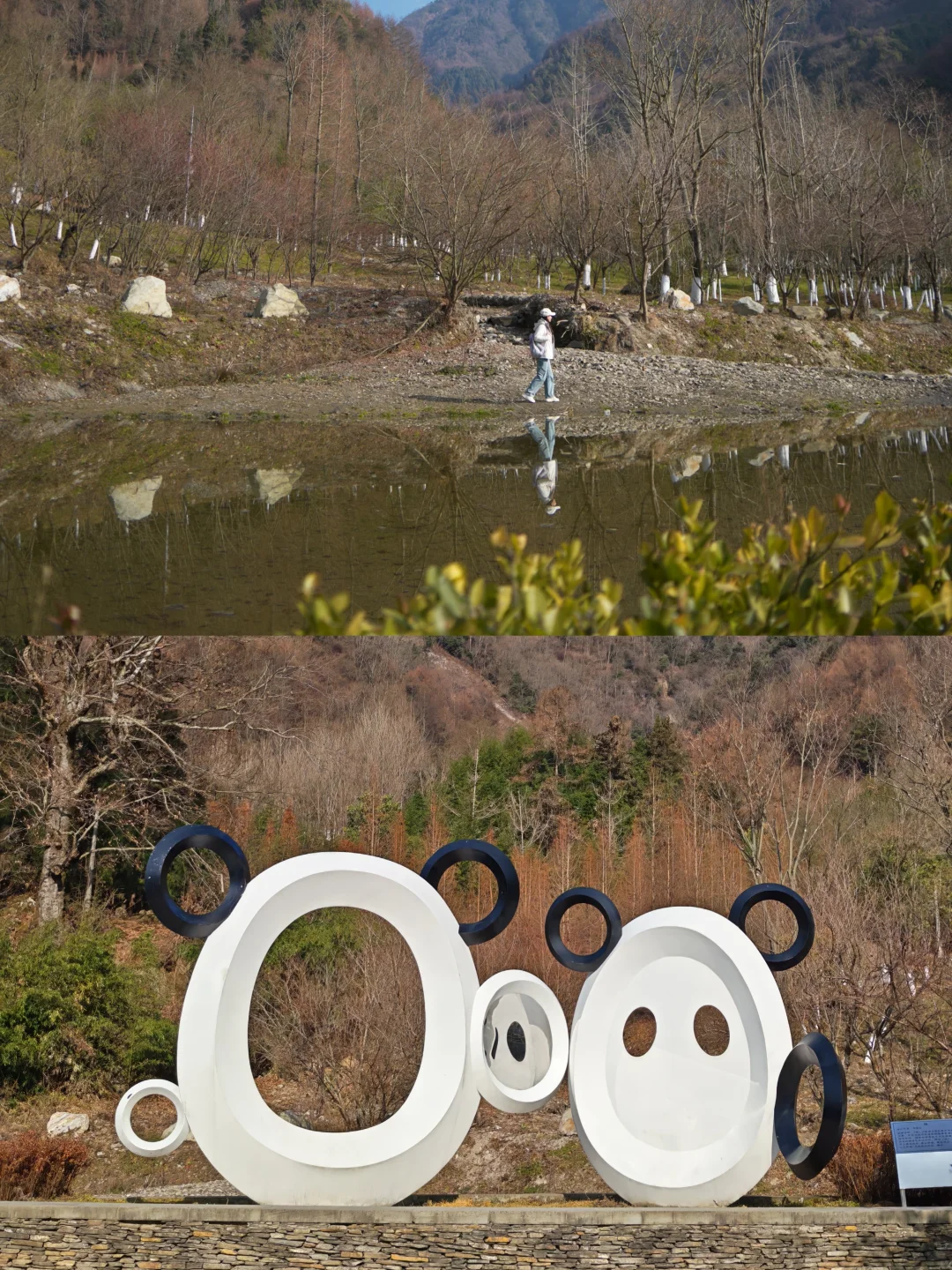 蹲到福宝！卧龙熊猫勋章太香了🐼