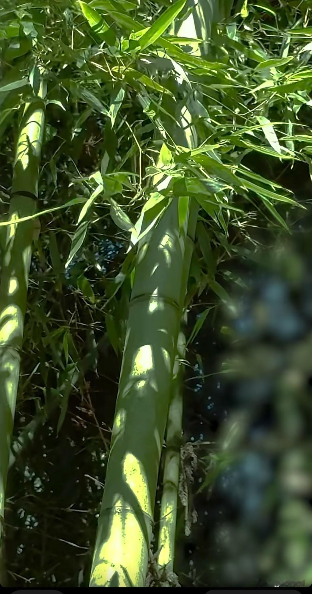 七律·静能修身
尘嚣撇却守空斋，
心似澄潭不染埃。
竹影敲窗风自缓，
松声入榻月