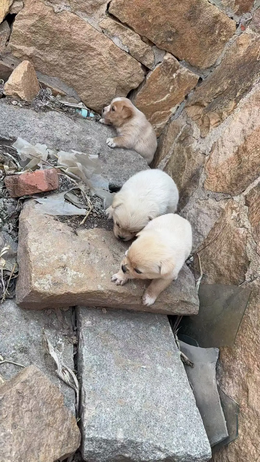 为啥农村丢小奶狗的这么多呀