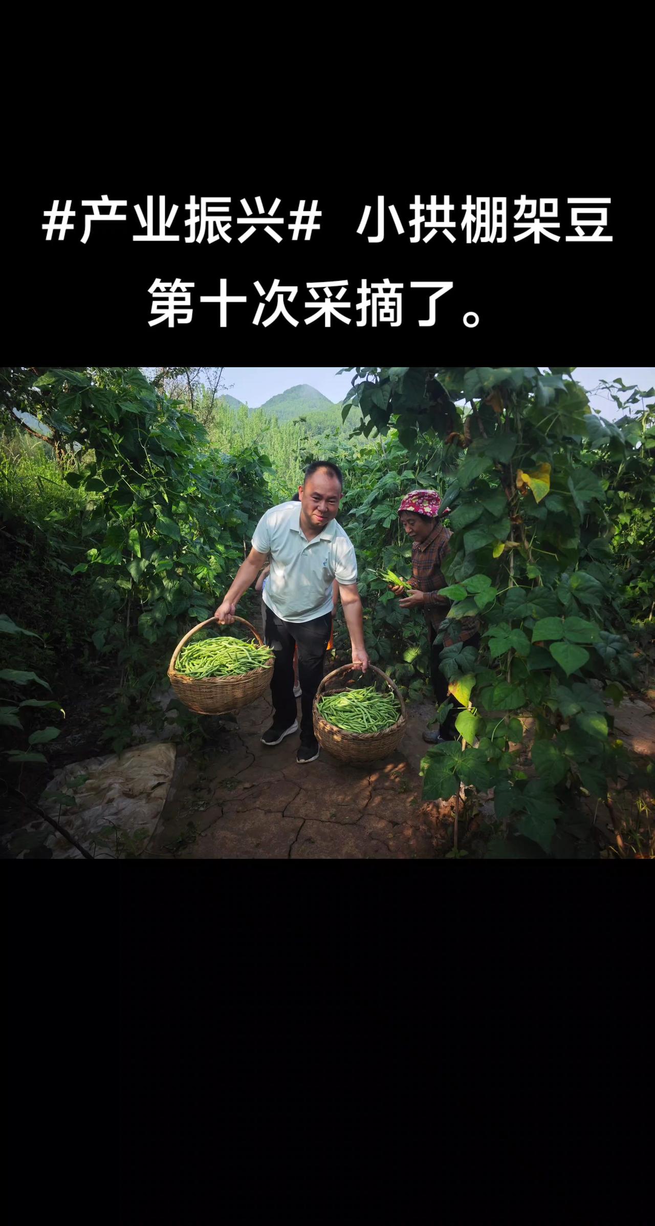 小拱棚架豆第十次采摘了。