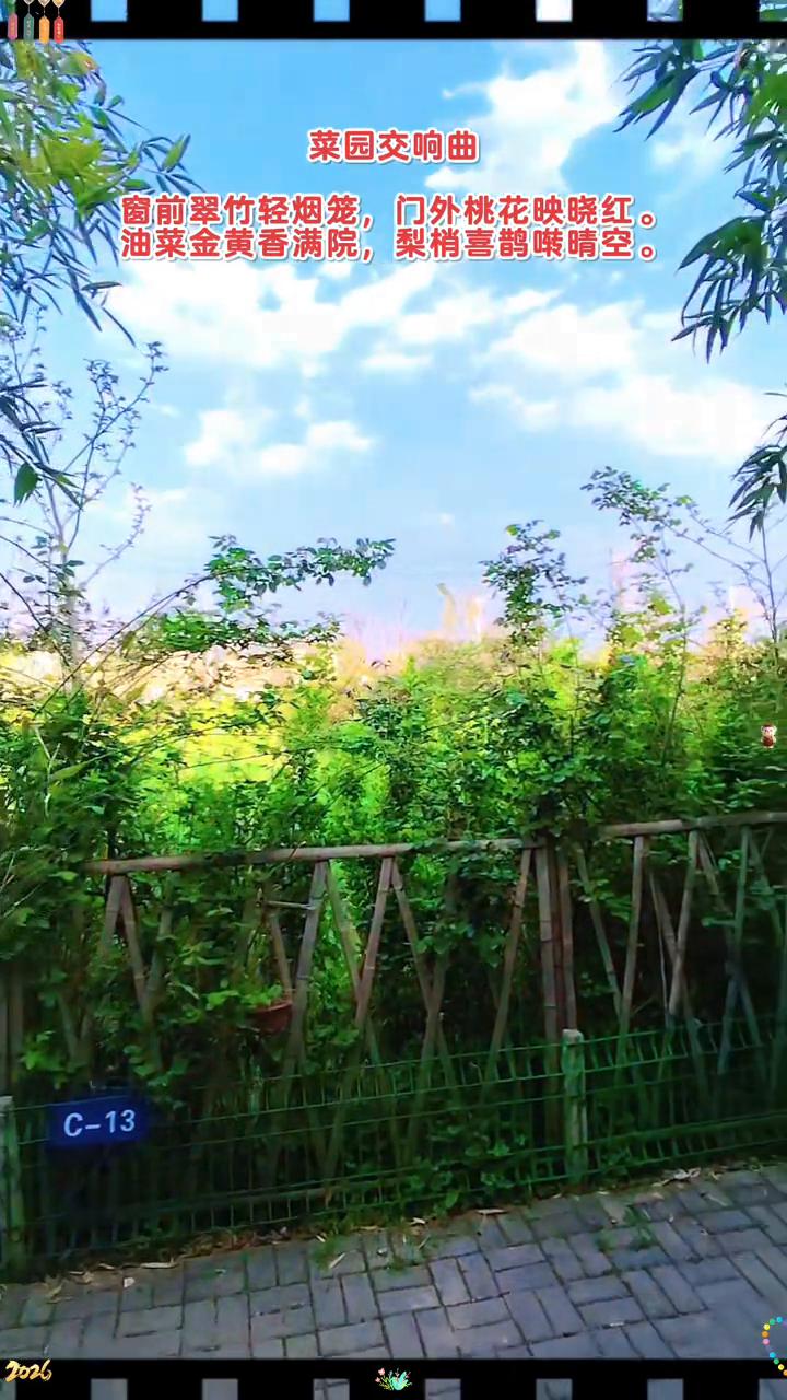 菜园交响曲。
窗前翠竹轻烟笼，门外桃花映晓红。油菜金黄香满院，梨梢喜鹊啭晴空。