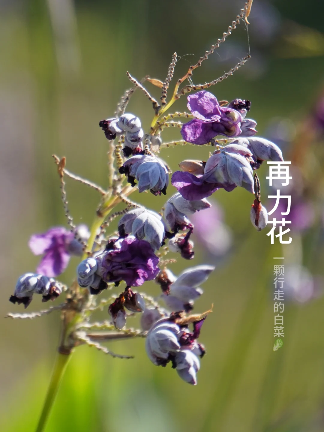 再力花 | 植物界的机关大师