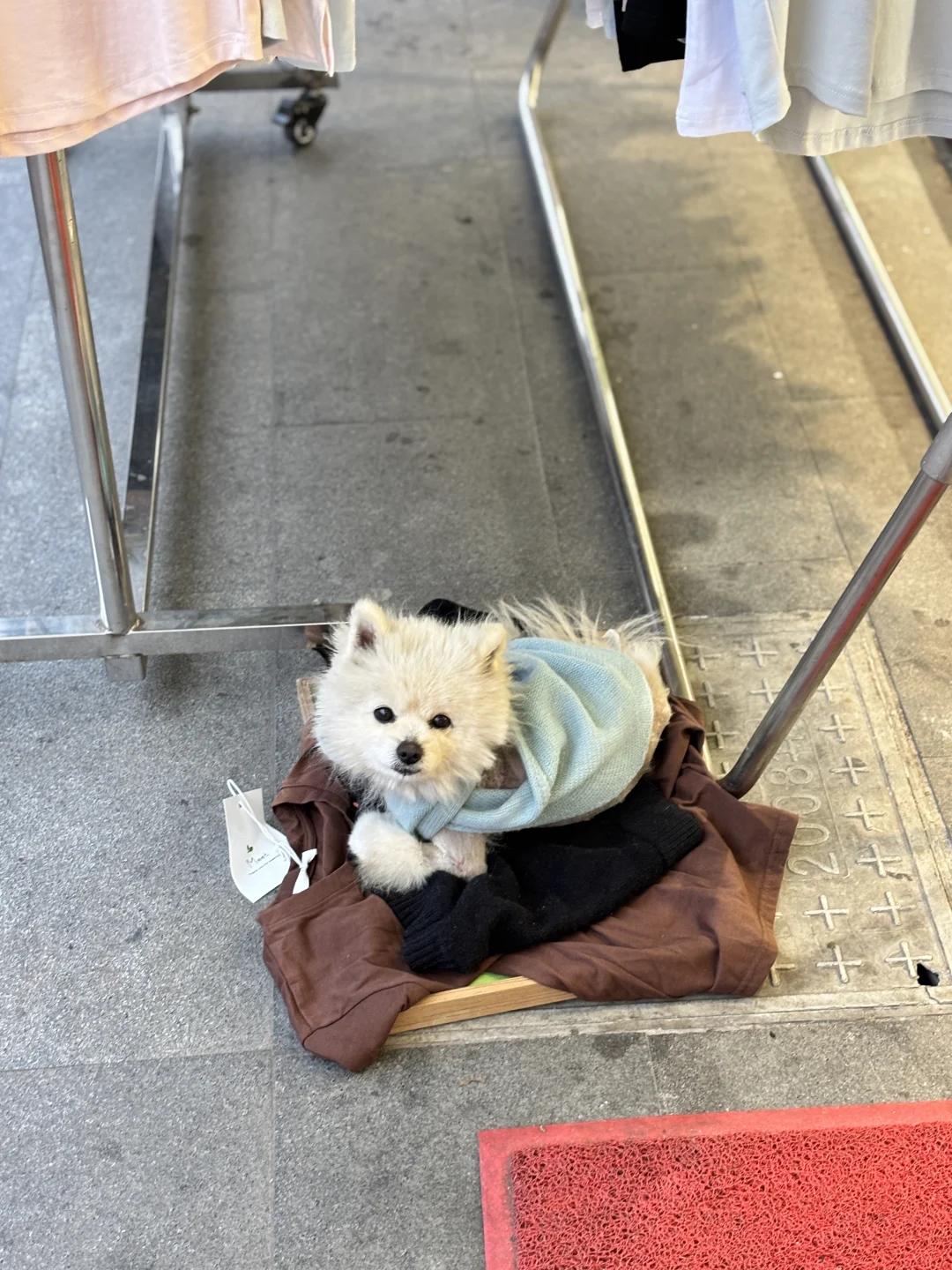 椒江三甲有一只受伤了走丢的小狗
