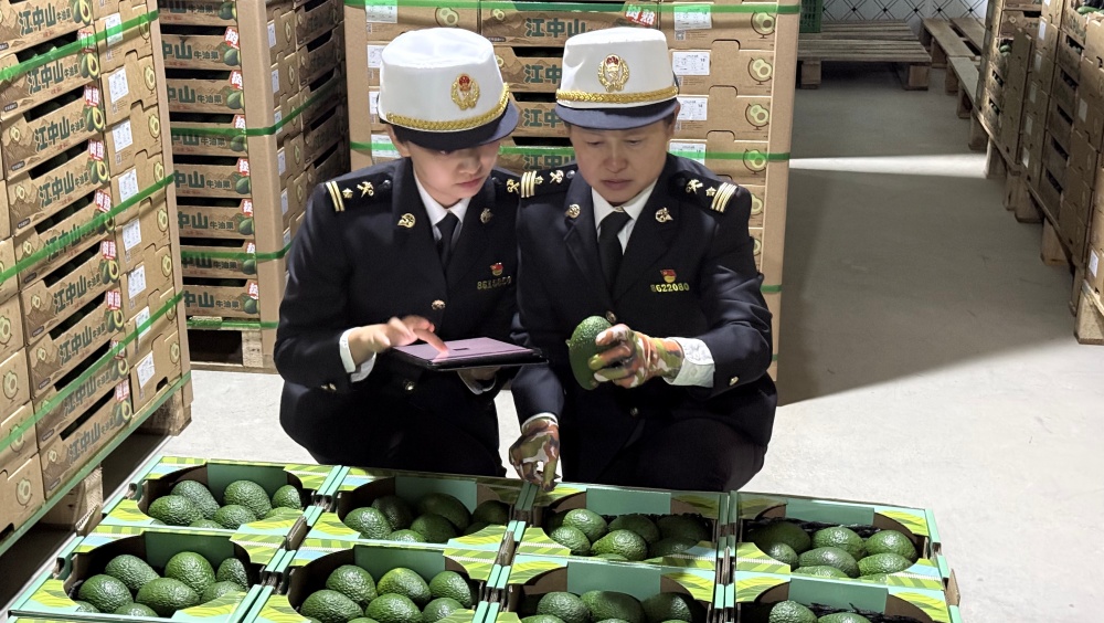 “云果出海”再添新成果！龙陵牛油果实现马来西亚市场零的突破