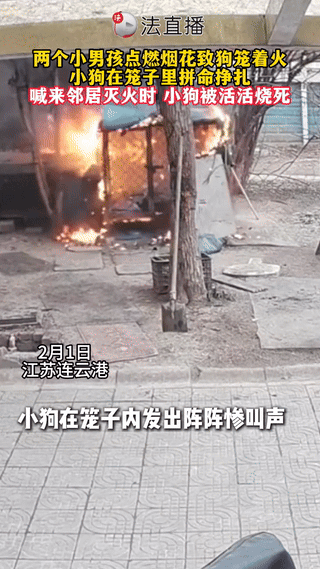 江苏，两个男孩在小区玩耍时，把点燃的烟花扔进了狗笼里，导致女子家养了7年的萨摩耶