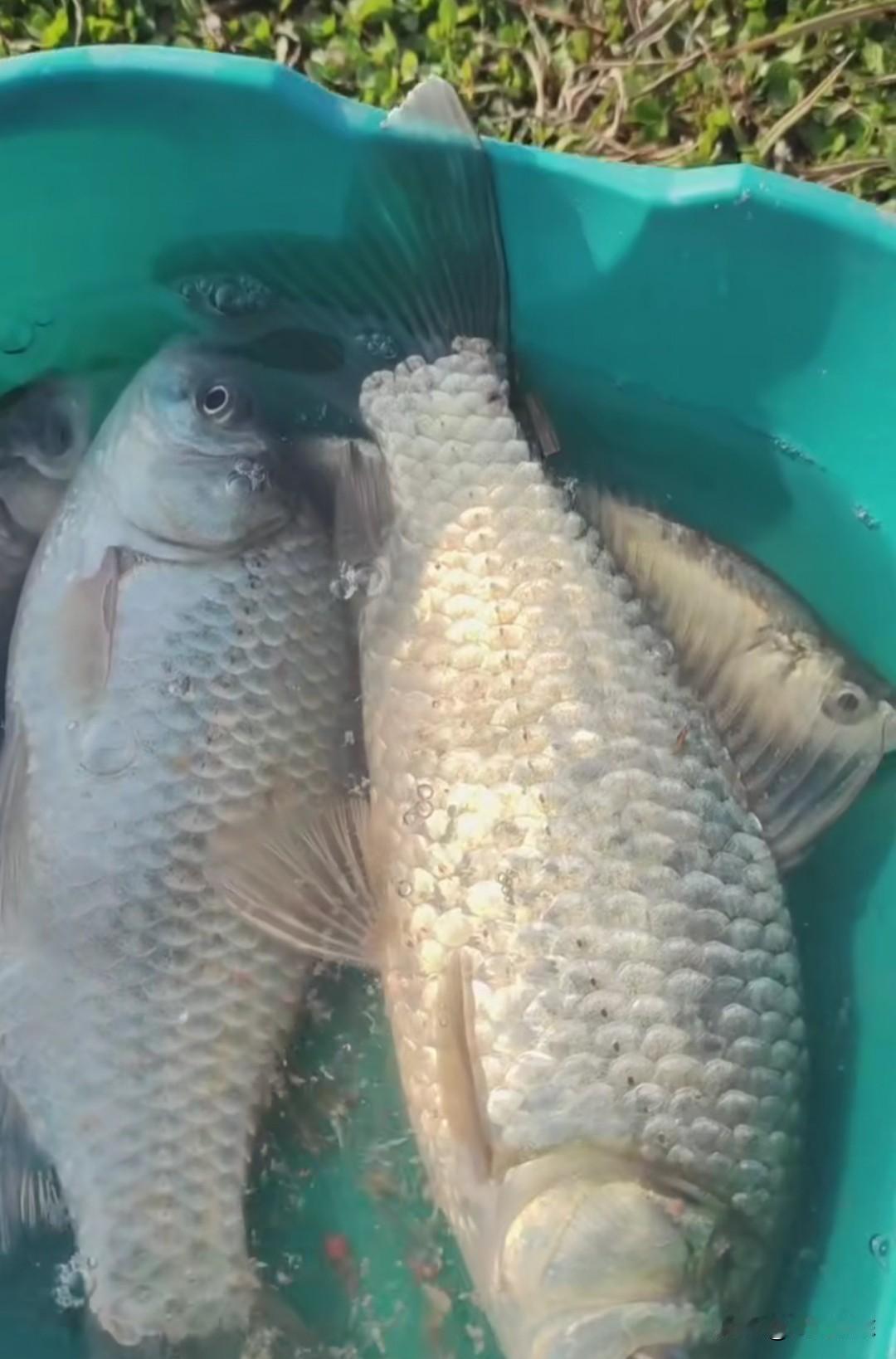 野钓看太阳找鱼是有道理的，大板鲫都是跟着太阳跑！
气温越冷越灵，晚上气温0度以下