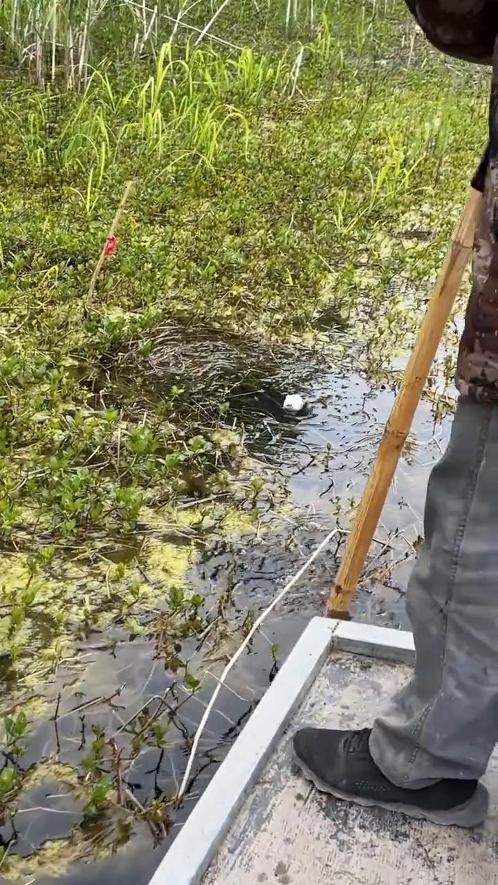 今天我和我爸去看看二十几个花篮，两天没有看到底能逮多少鱼。
这有鱼，大槽草鱼。这