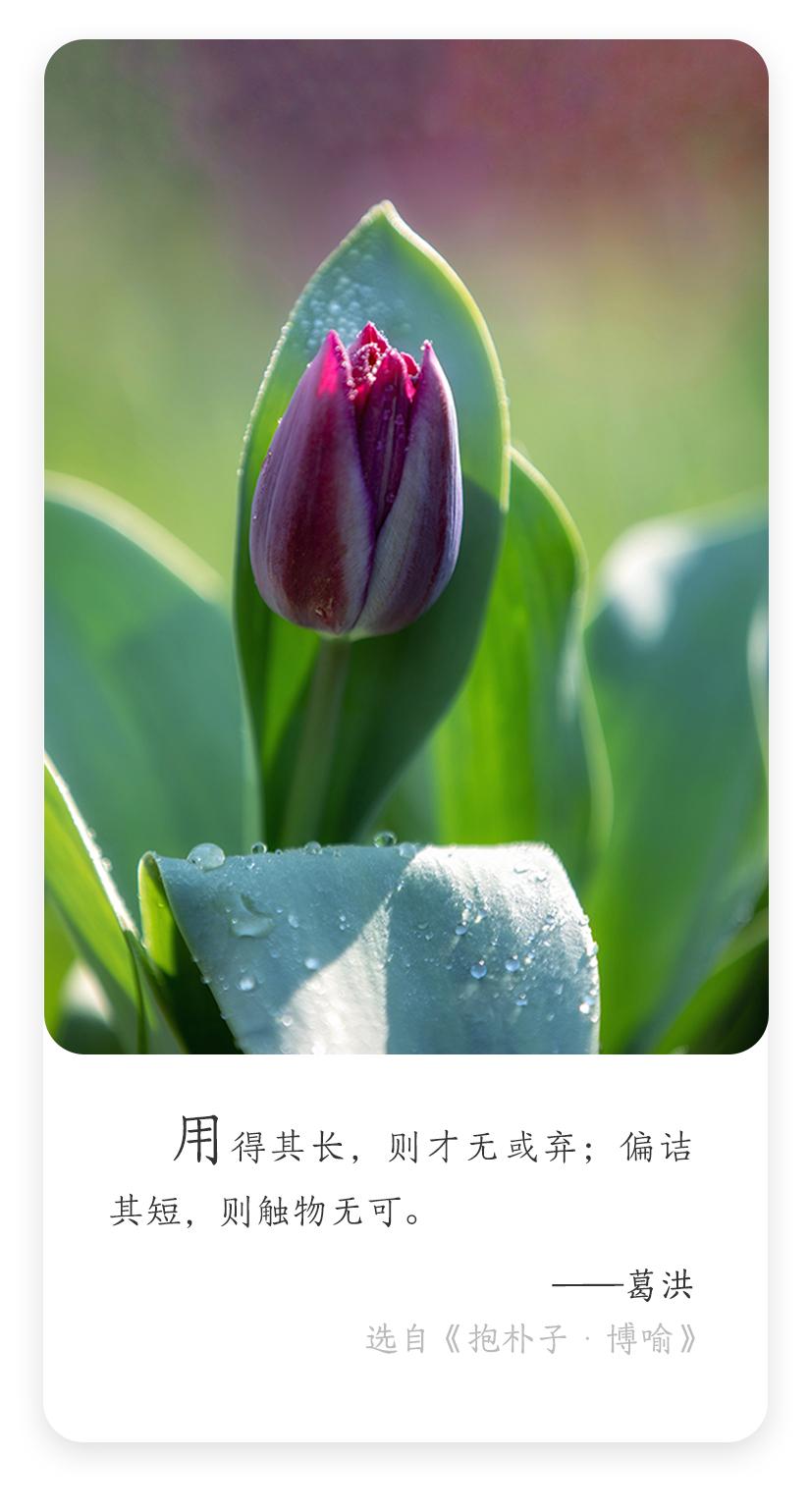 每日名言✨| 葛洪的超实用用人智慧
！
东晋理论家、医药学家葛洪说："用得其长，