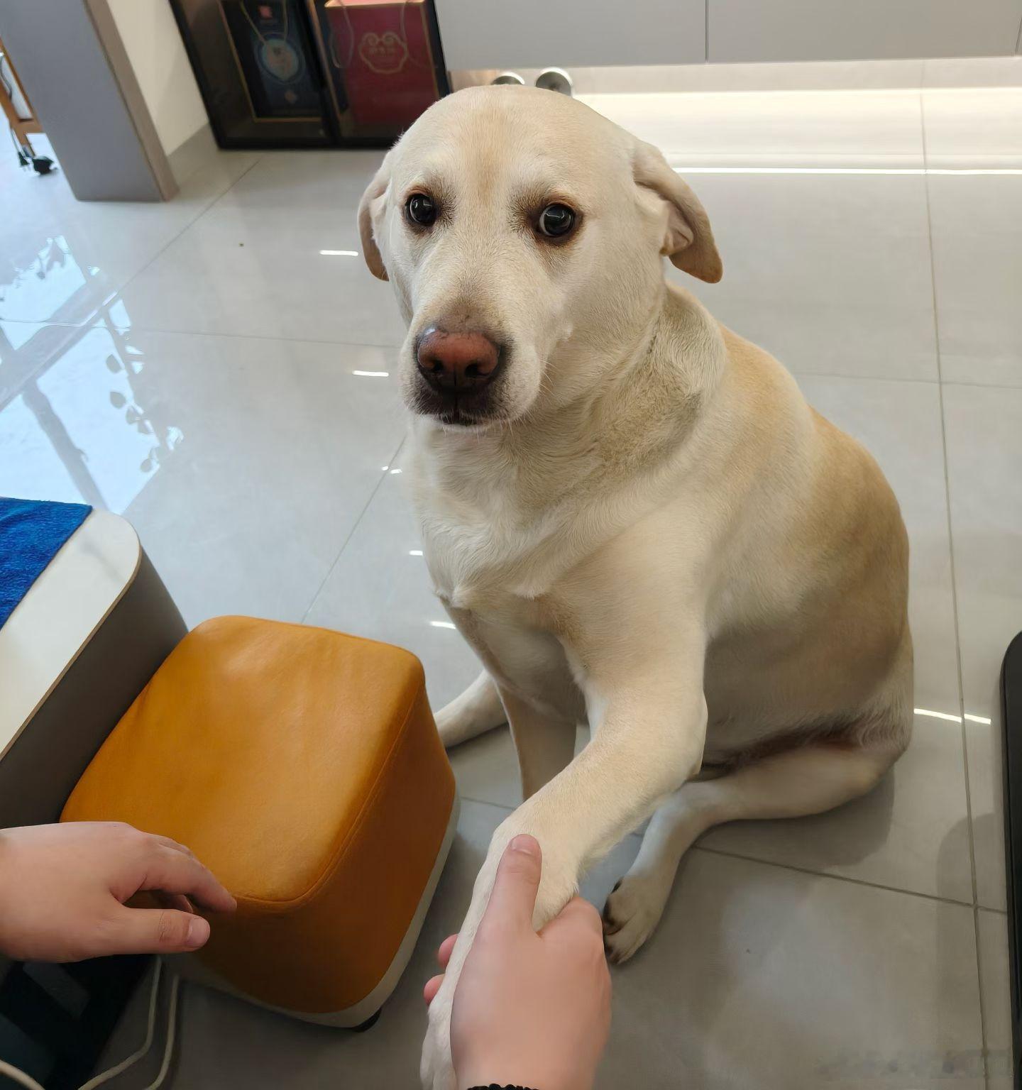 它好像有点拘谨