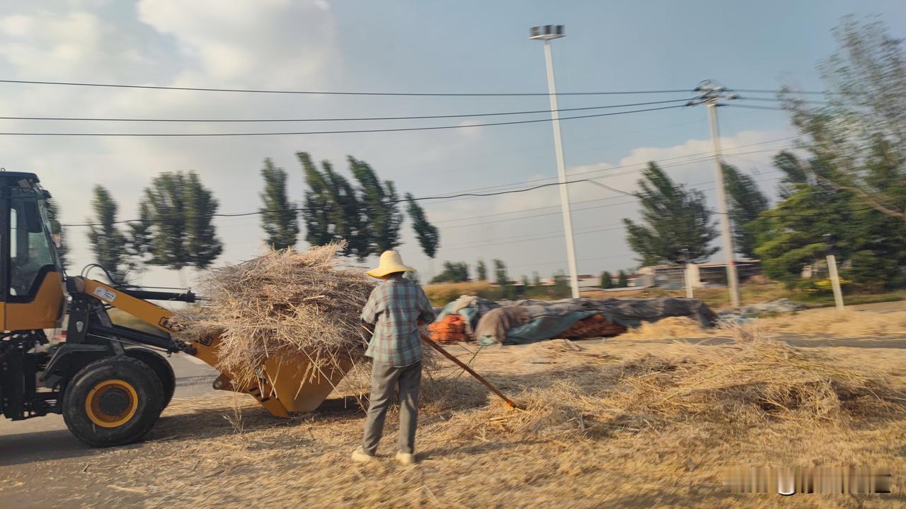 记录我的2026今天从中牟新区经过的时候，看到道路两边的油菜已经开始收割，周边的