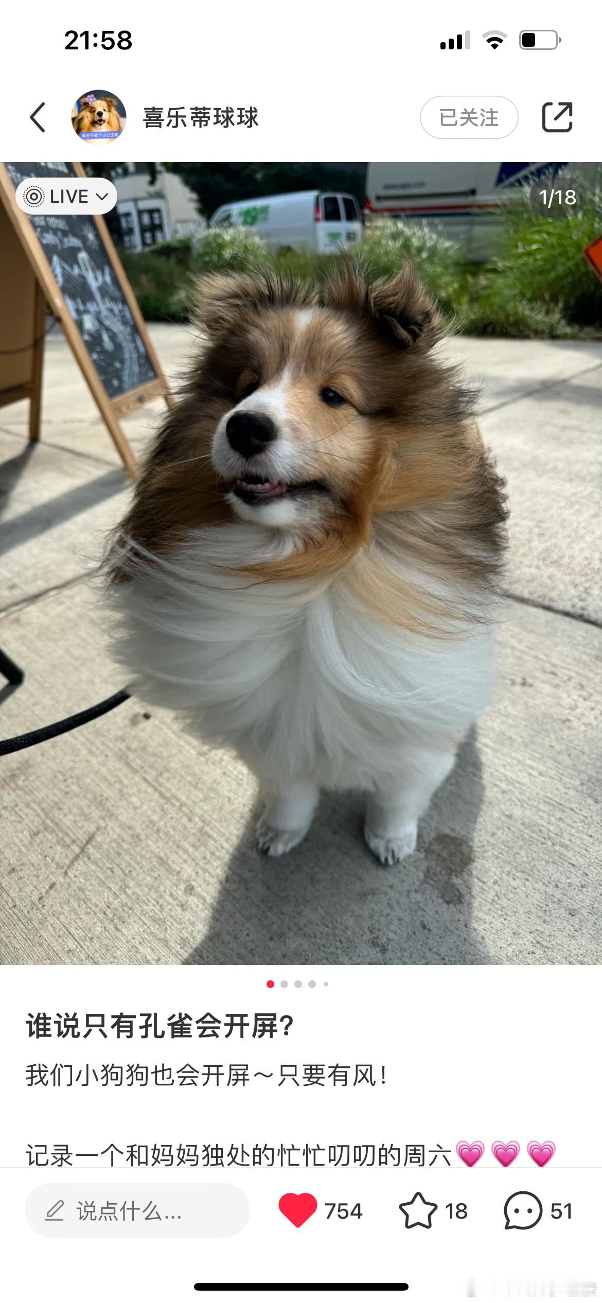 好想养喜乐蒂，宝宝在风中就是威武的雄狮[怒骂][怒骂][怒骂] ​​​