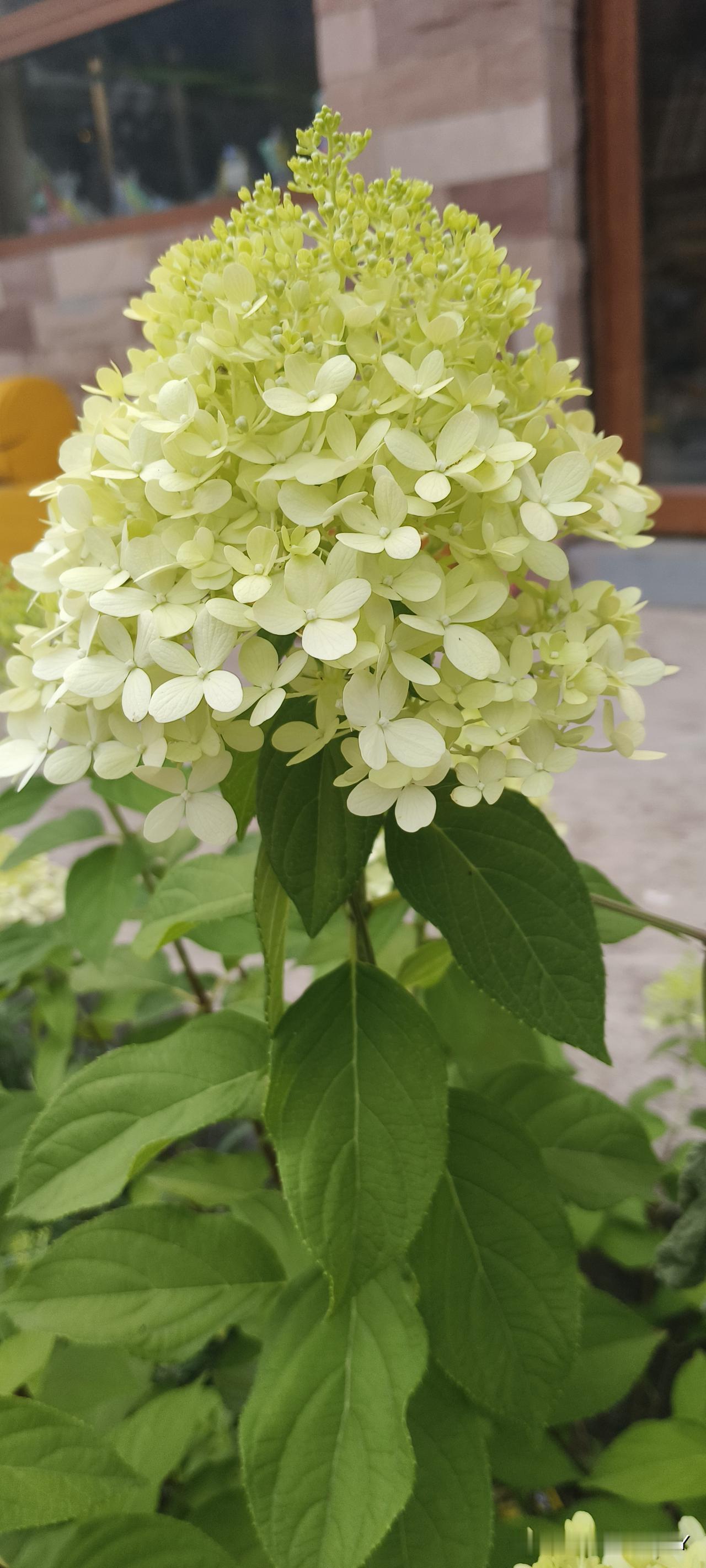 今天去旅游景点溜达，瞅见了这么一种花，那模样就像个精心打扮的小仙子，好看得很呐！