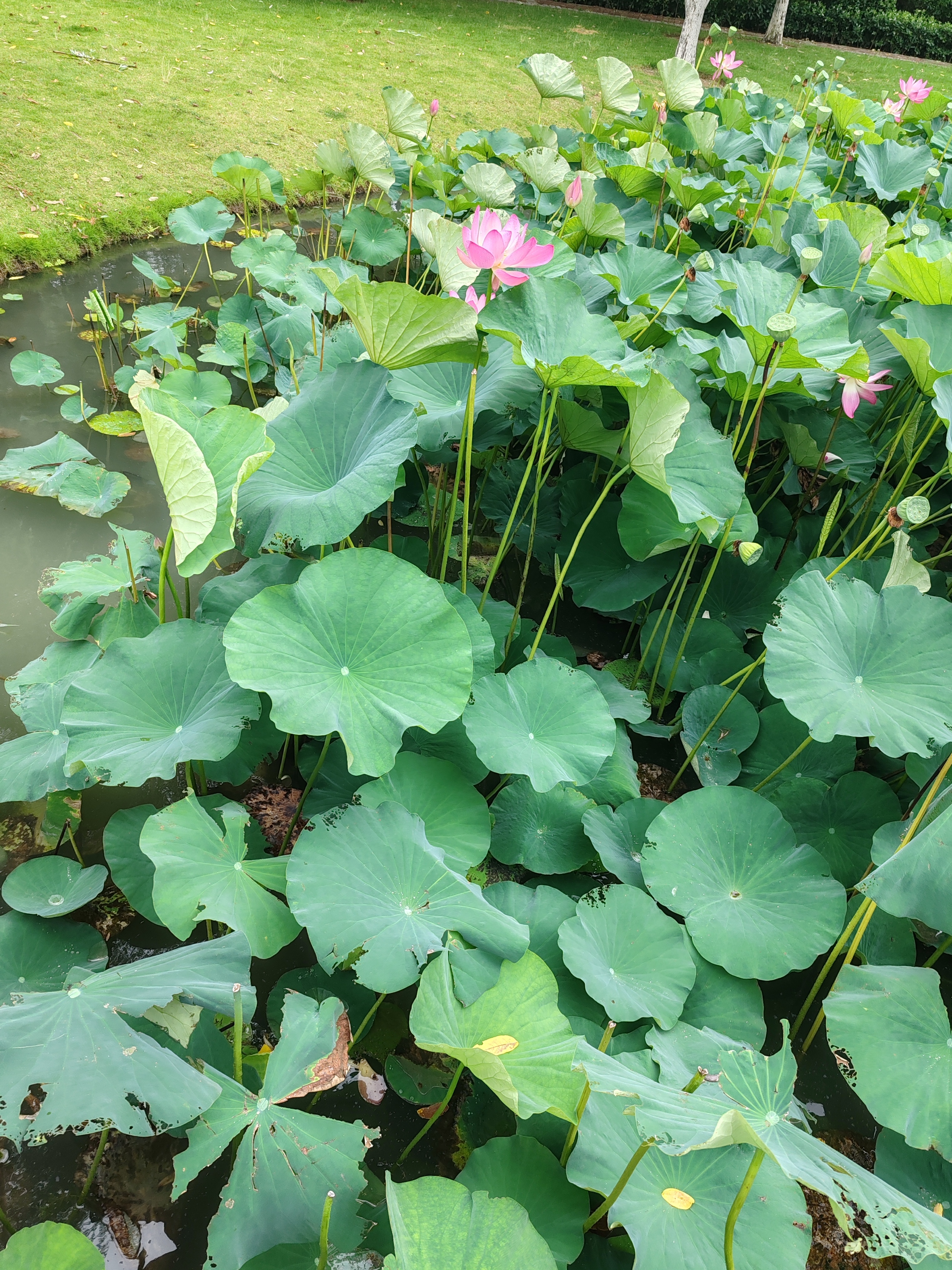 6月底河南本地西瓜集中大批量上市，市场供远大于求，产地收购价跌到0.25元/斤，