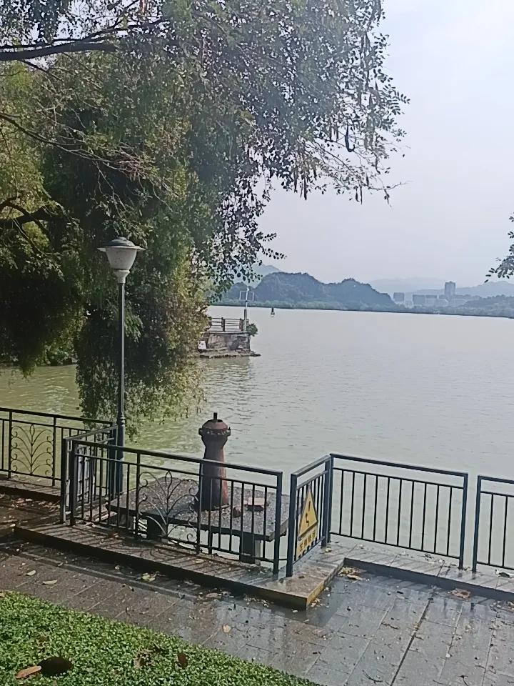 你敢相信吗？这里就是。紫金西提
有100多棵紫荆花树
每一年的春天都会开花，非常