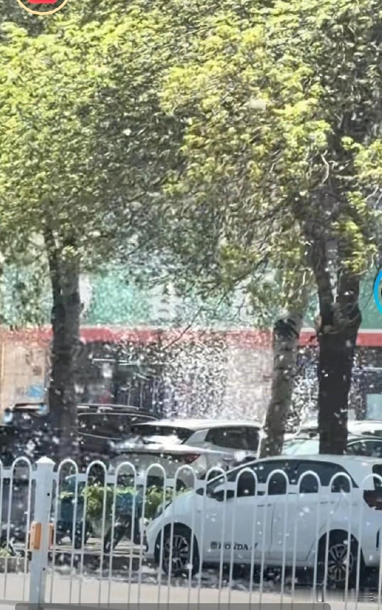 不行，我必须马上写个小头条[大笑]
一年一度的浪漫飞絮期到了
就说你喜欢不喜欢？