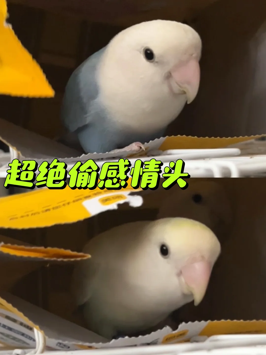 怎么这么有偷感啊宝宝