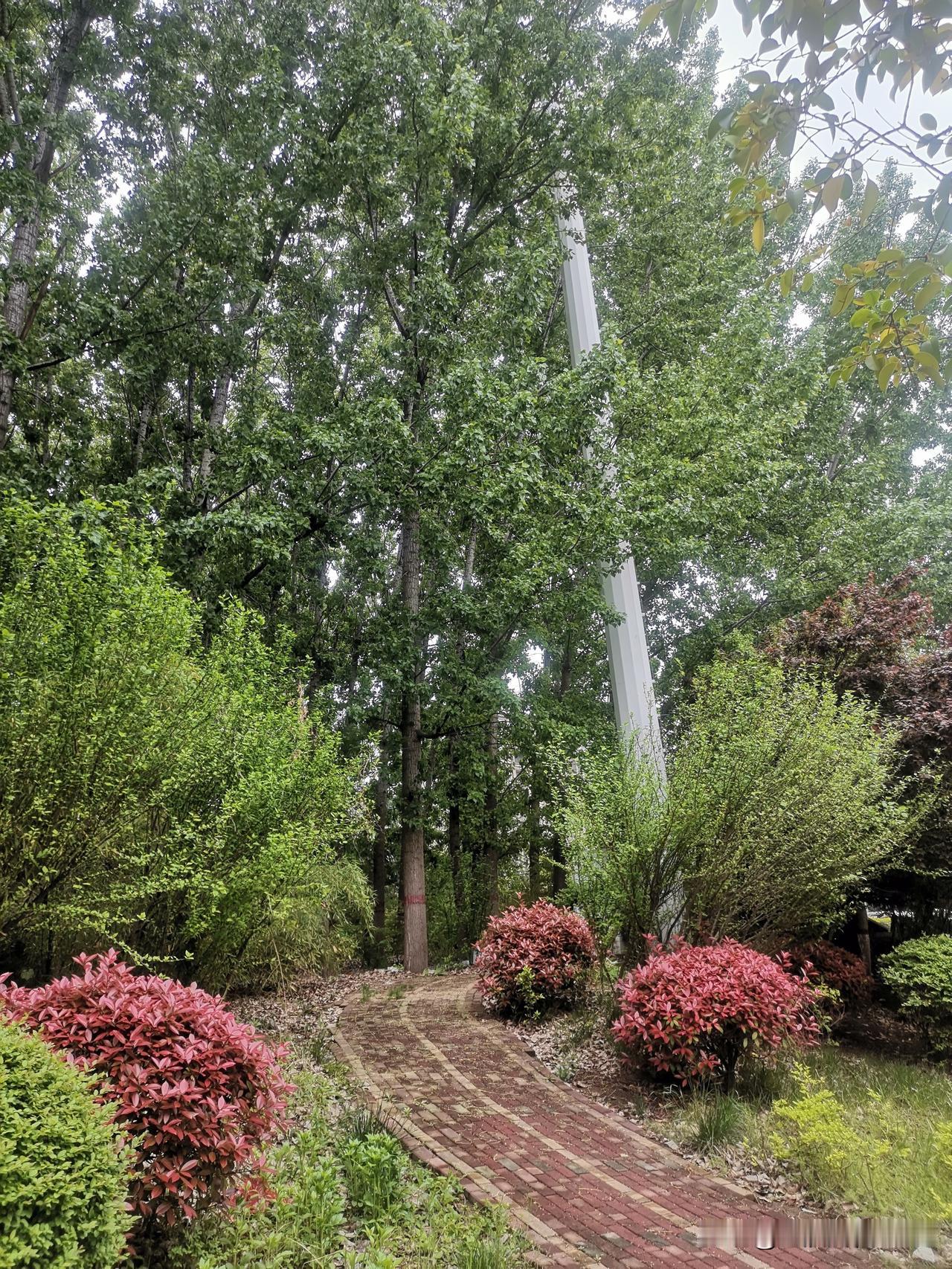 当前发现一个奇怪的现象，杨絮比往年减少了很多。
这几天早上出去遛弯，走到杨树林旁