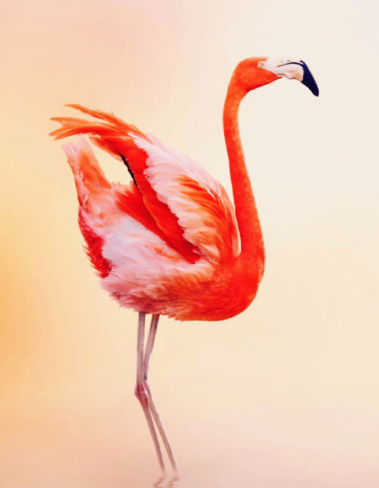 鸿运当头，红红火火🔥🔥🔥🔥 