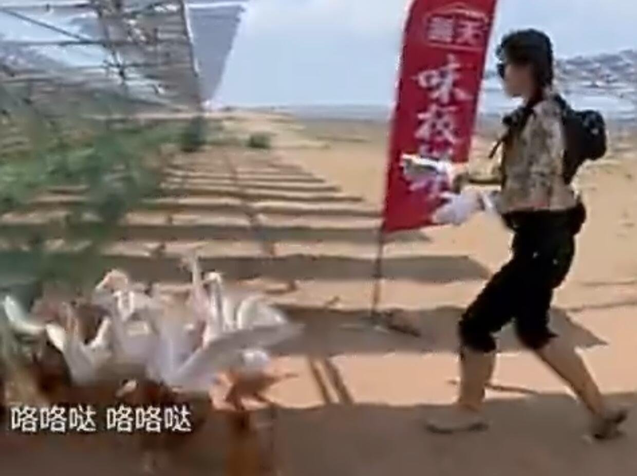 虞书欣去种地吧，是十个勤天流量大还是虞书欣？ 