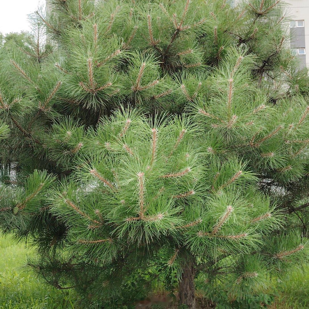 草木疯长，夏日漫长，空气浸满潮湿热浪，老人家卖的蒲公英，苦菜5元一袋～择的干干净