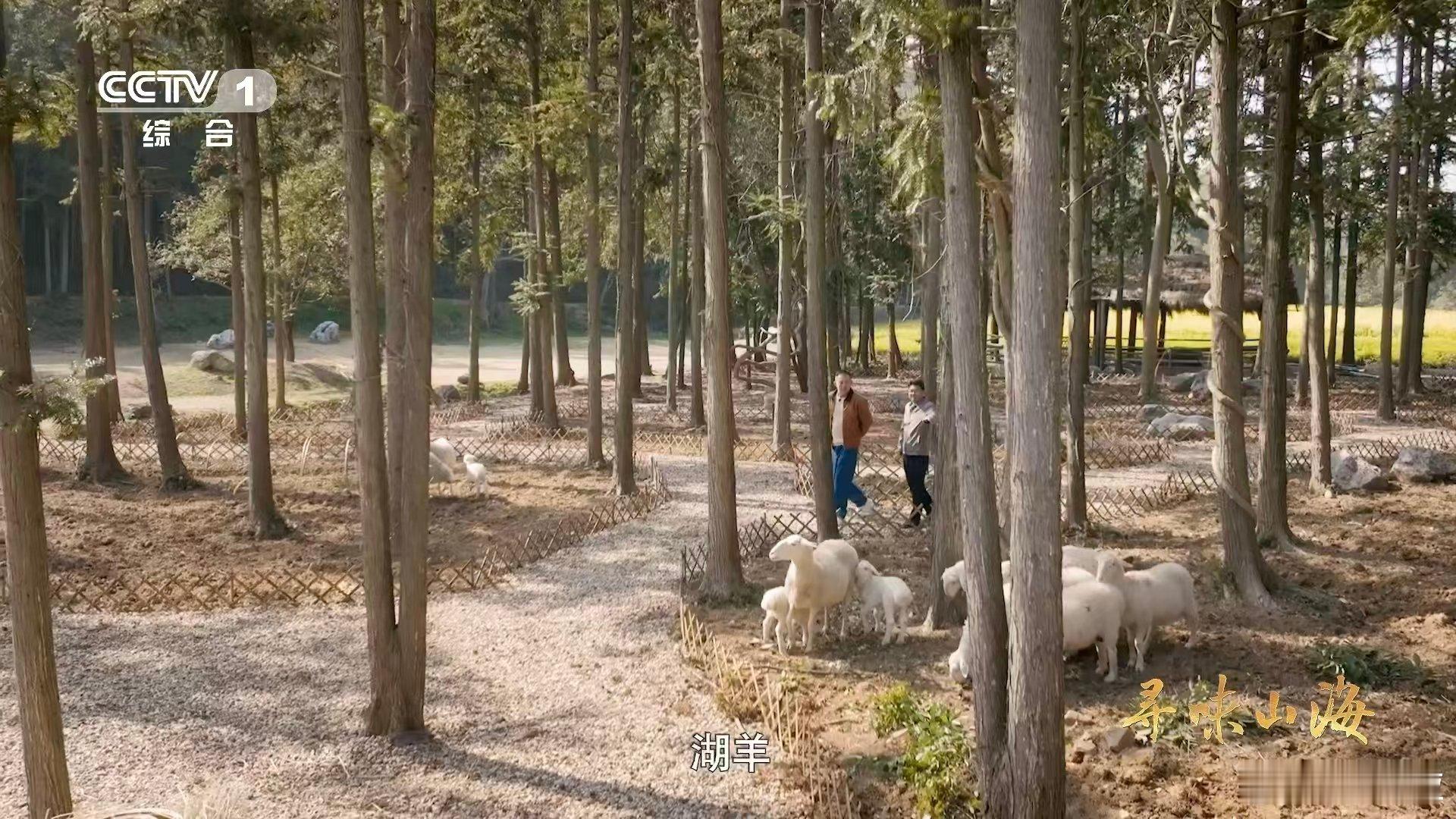 湖羊尾巴duangduang的原来湖羊的尾巴不是胖啊，是短脂尾专门存能量的，天冷