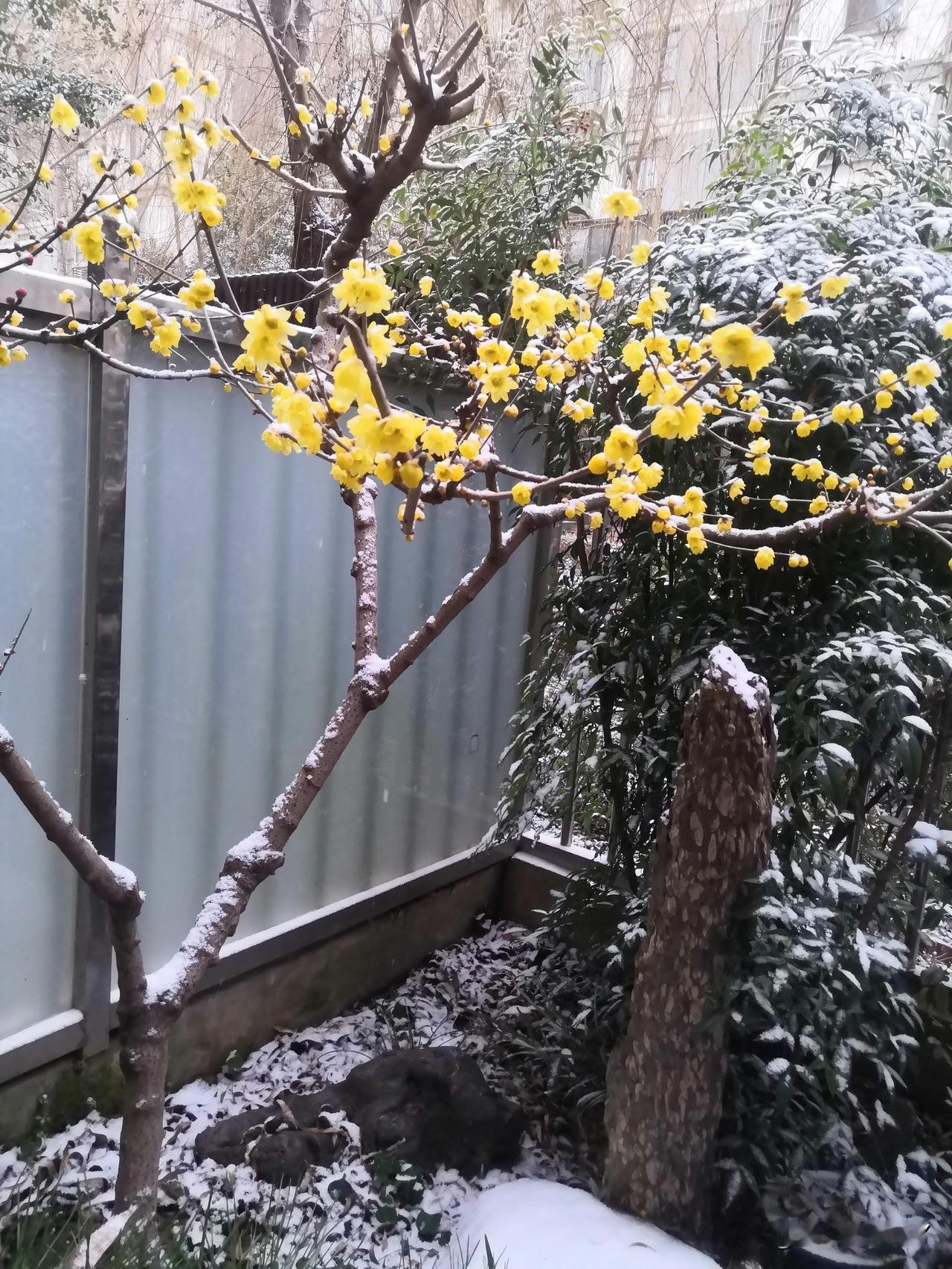 大寒逢雪！无锡下雪啦！时隔两年，这场雪让人格外激动！

昨晚22点观测到小雪。恰