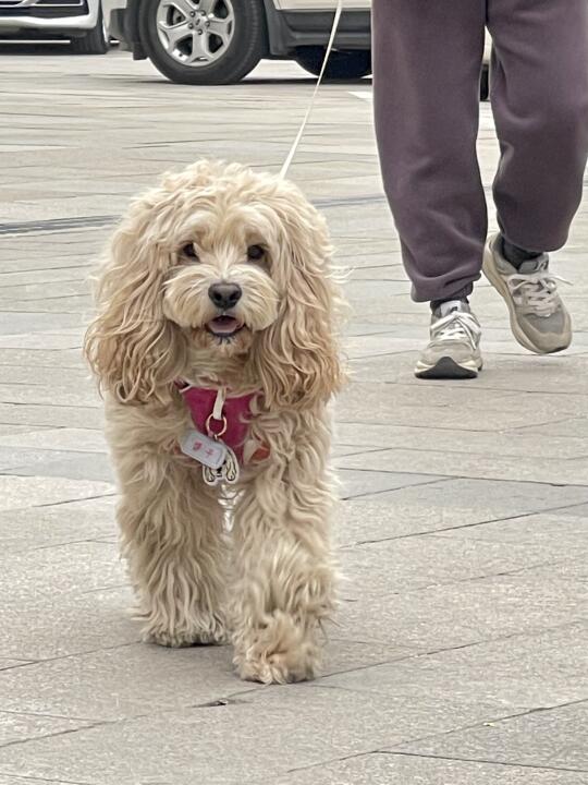 一个拖把精朝你走来…