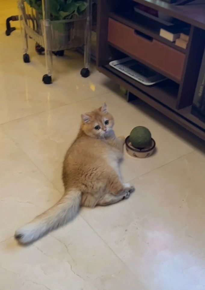 爸比给我买的超大猫薄荷～