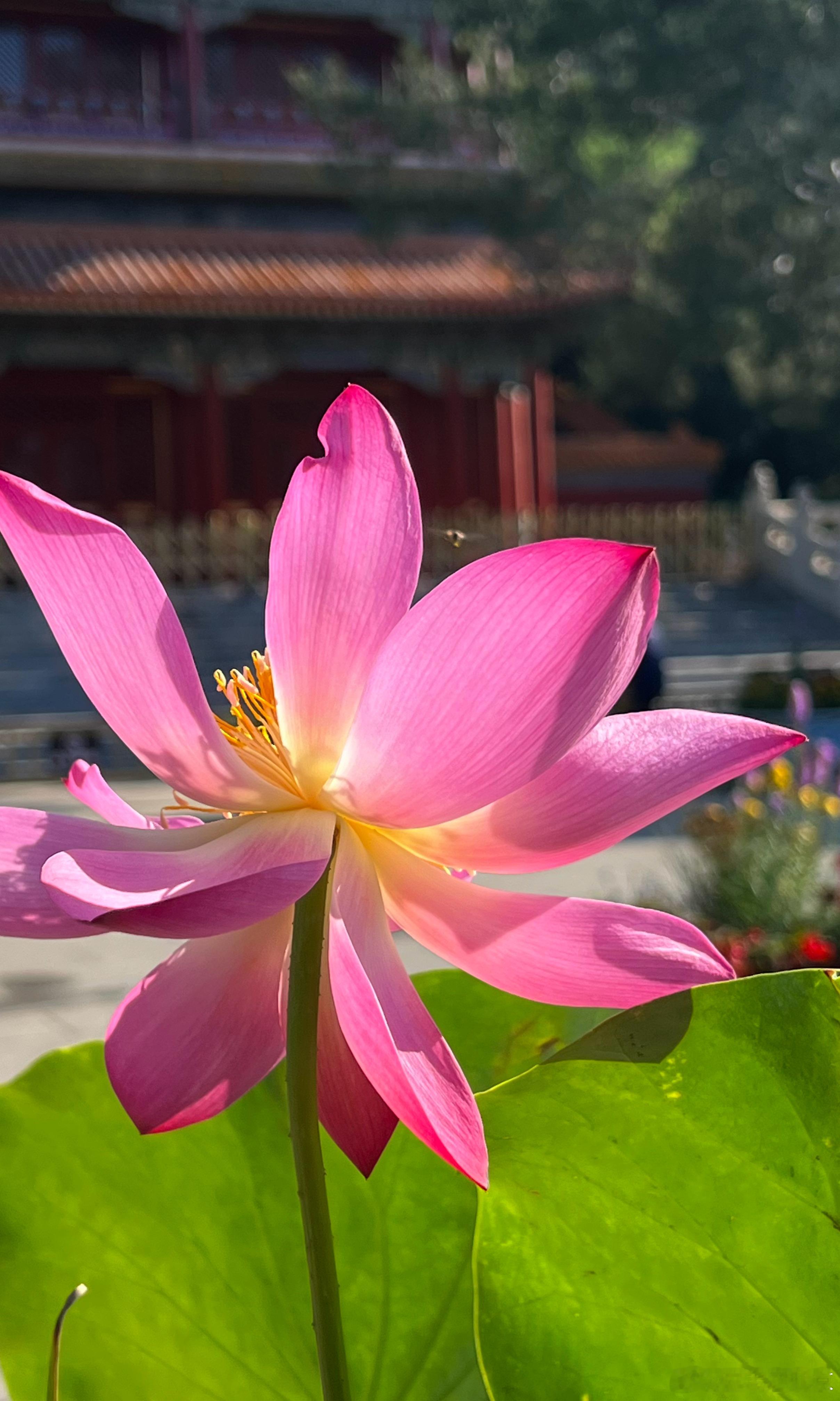北京市景山公园 南门 荷花盆景摄影​​​