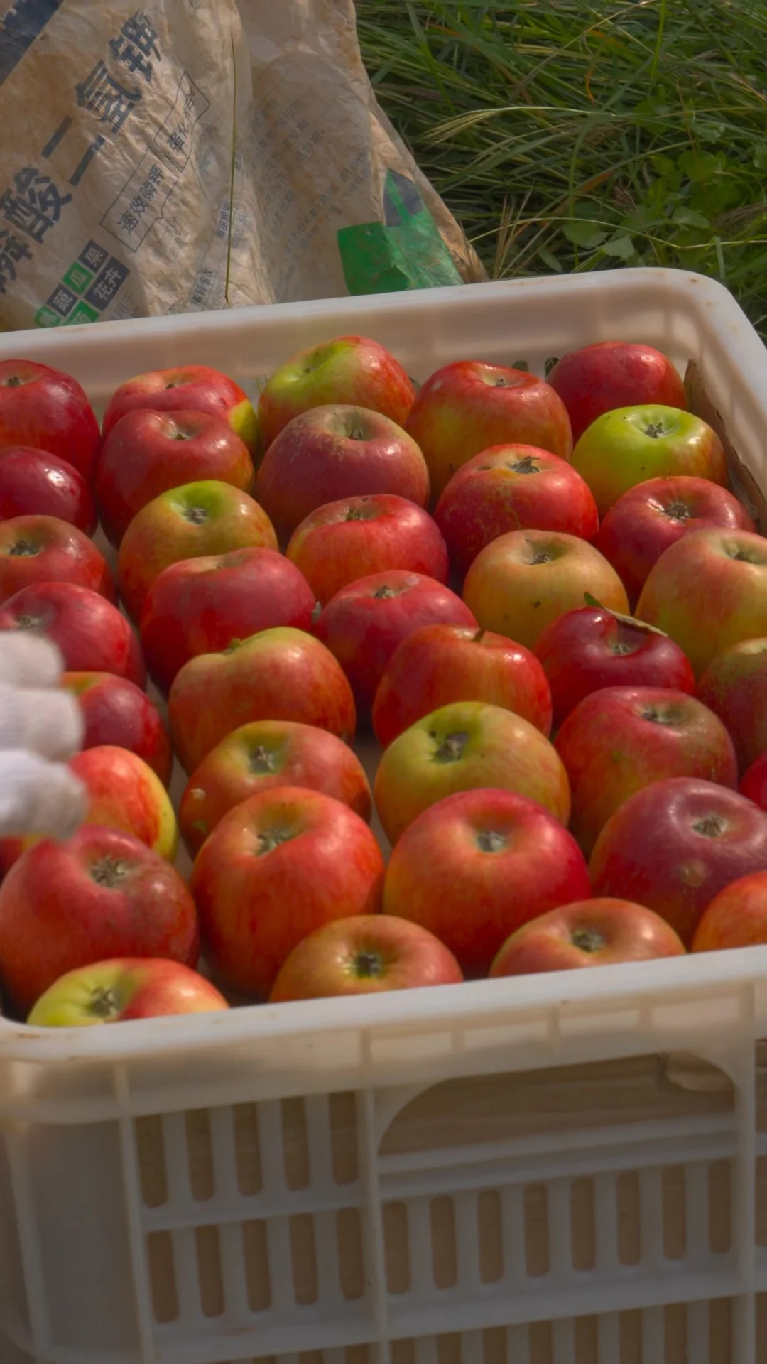 来自大凉山海拔2000米的🍎，够野够原生态！