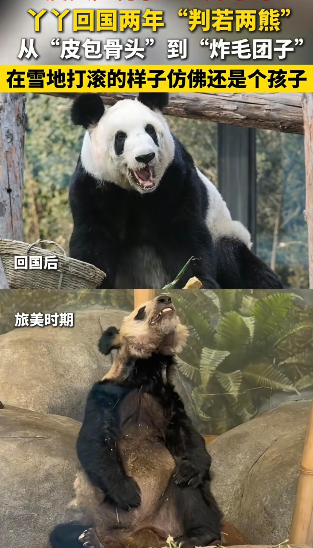 昔日瘦骨嶙峋乞食，今朝珠圆玉润撒娇，丫丫两年活成国宝该有的模样

丫丫的变化，看