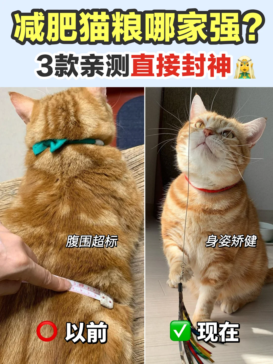 双十一减肥猫粮哪家强？回购N次的来了！