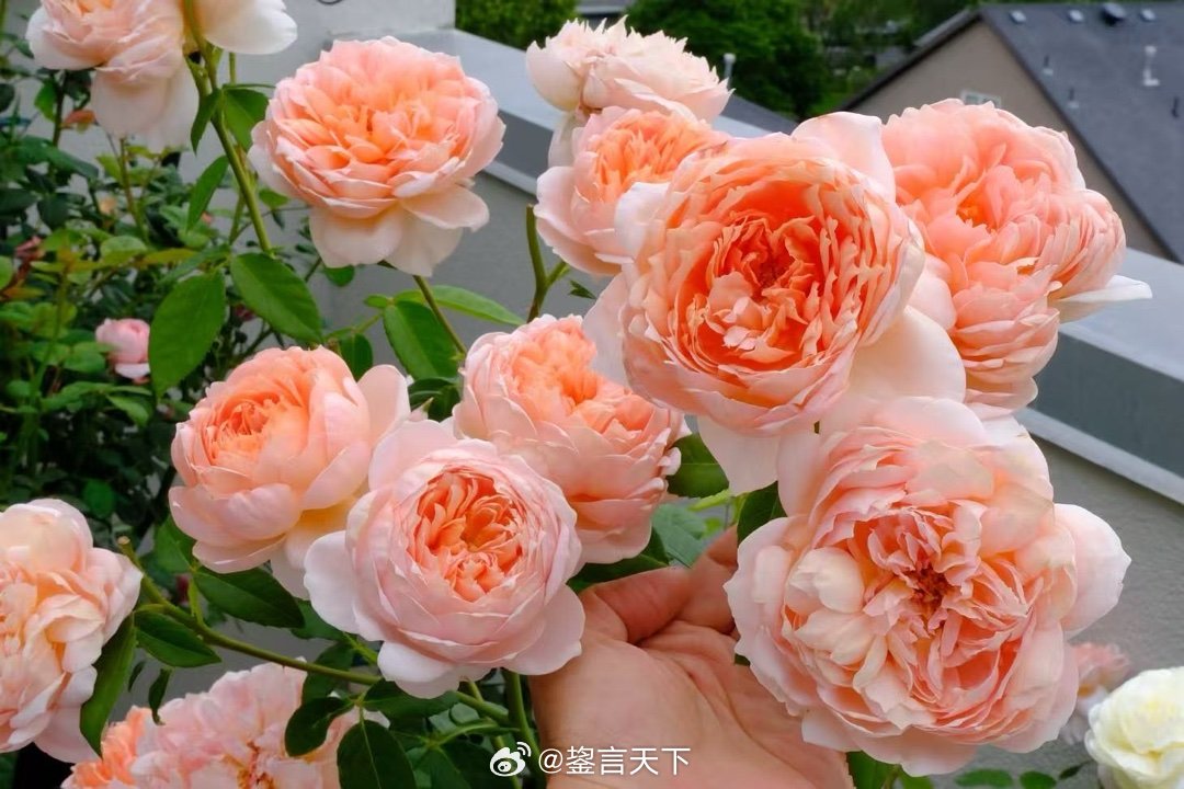 乖妈每日拍🌹 