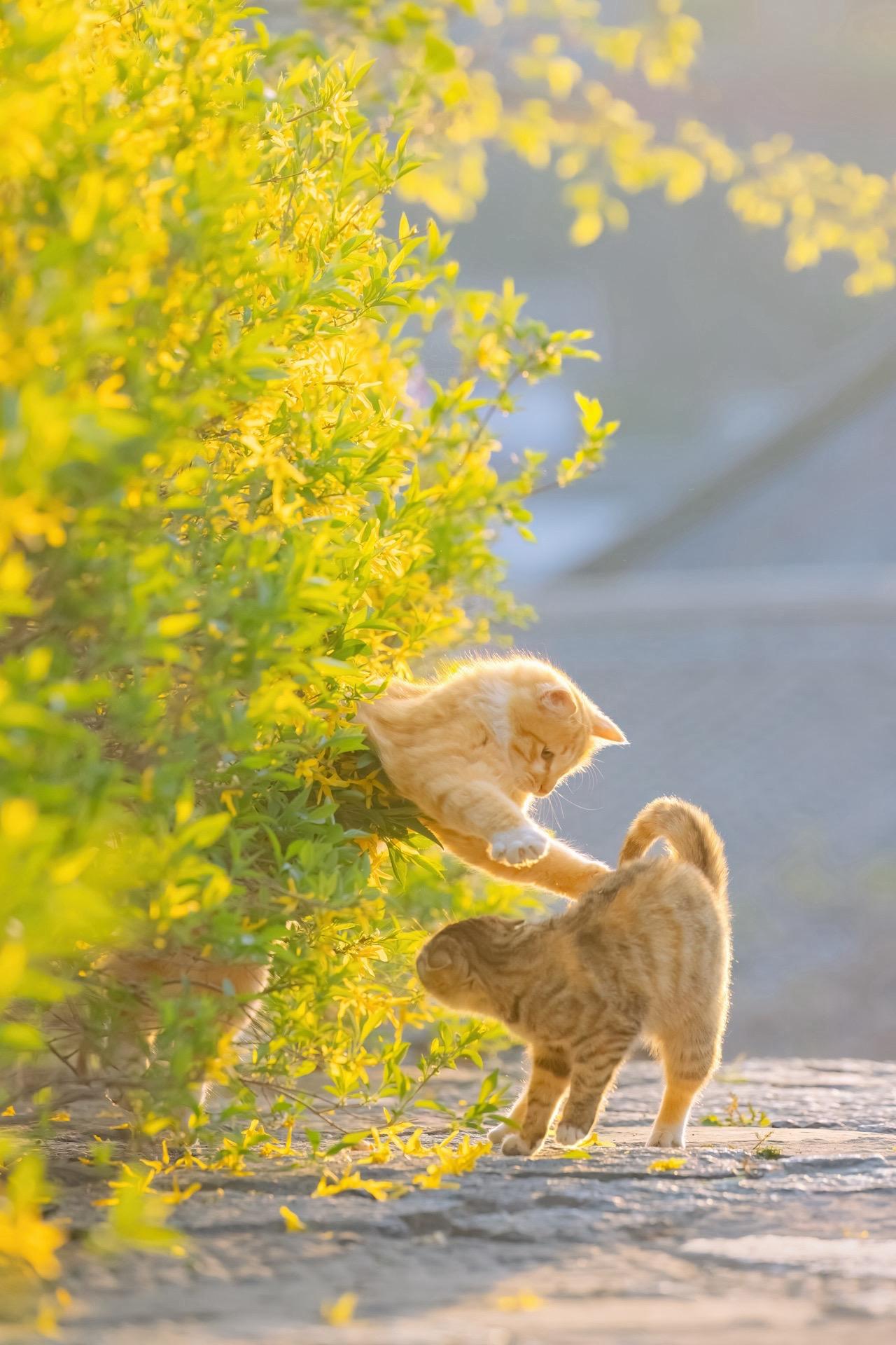 拍猫10多年，18张春花和猫得意之作。拍猫十多年，春花和猫是这边一个很...