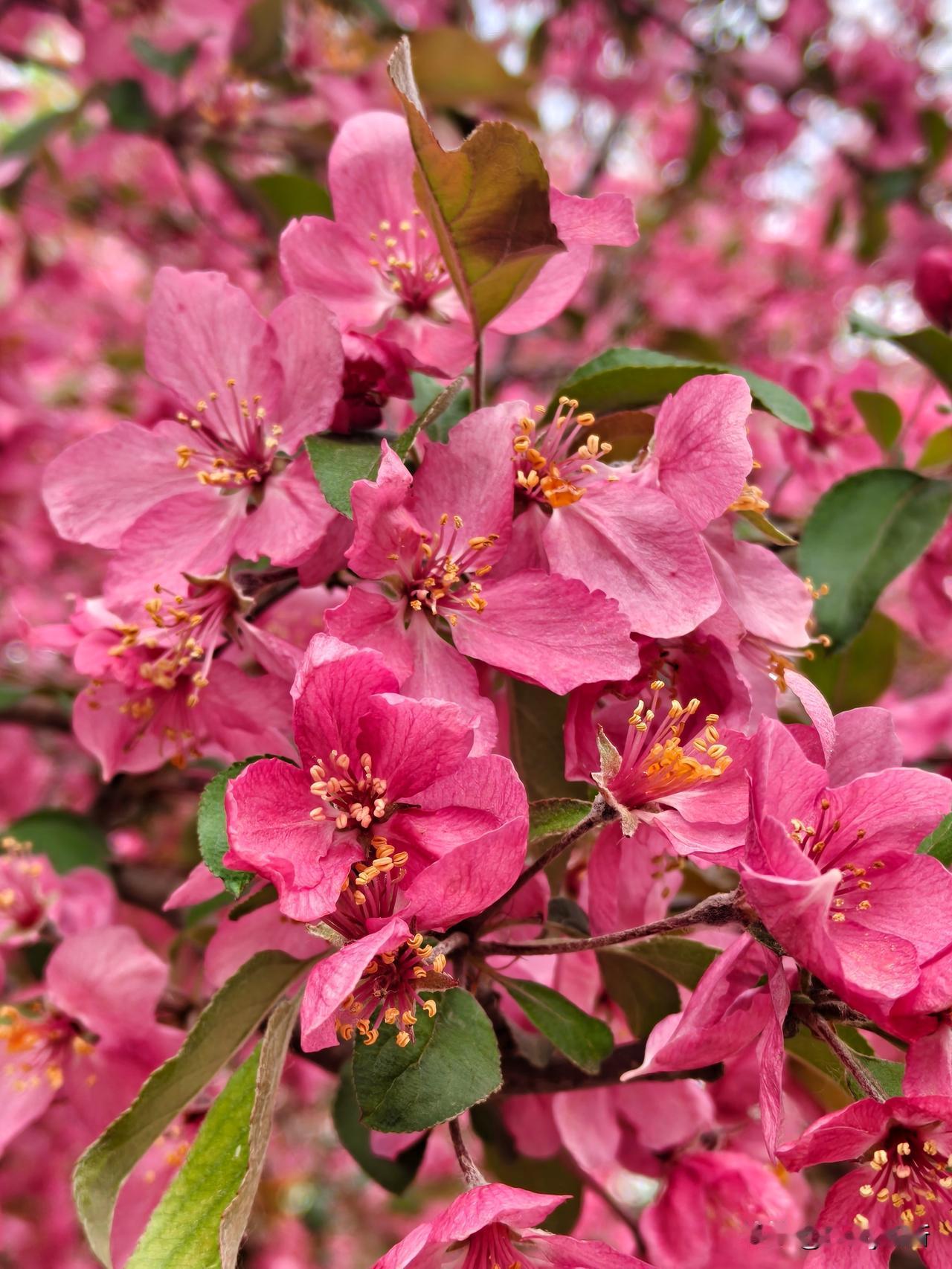 七绝·海棠花
一抹胭脂缀晓枝，嫣然含笑弄春姿。
娇红最是撩人处，不负东西第一痴。
